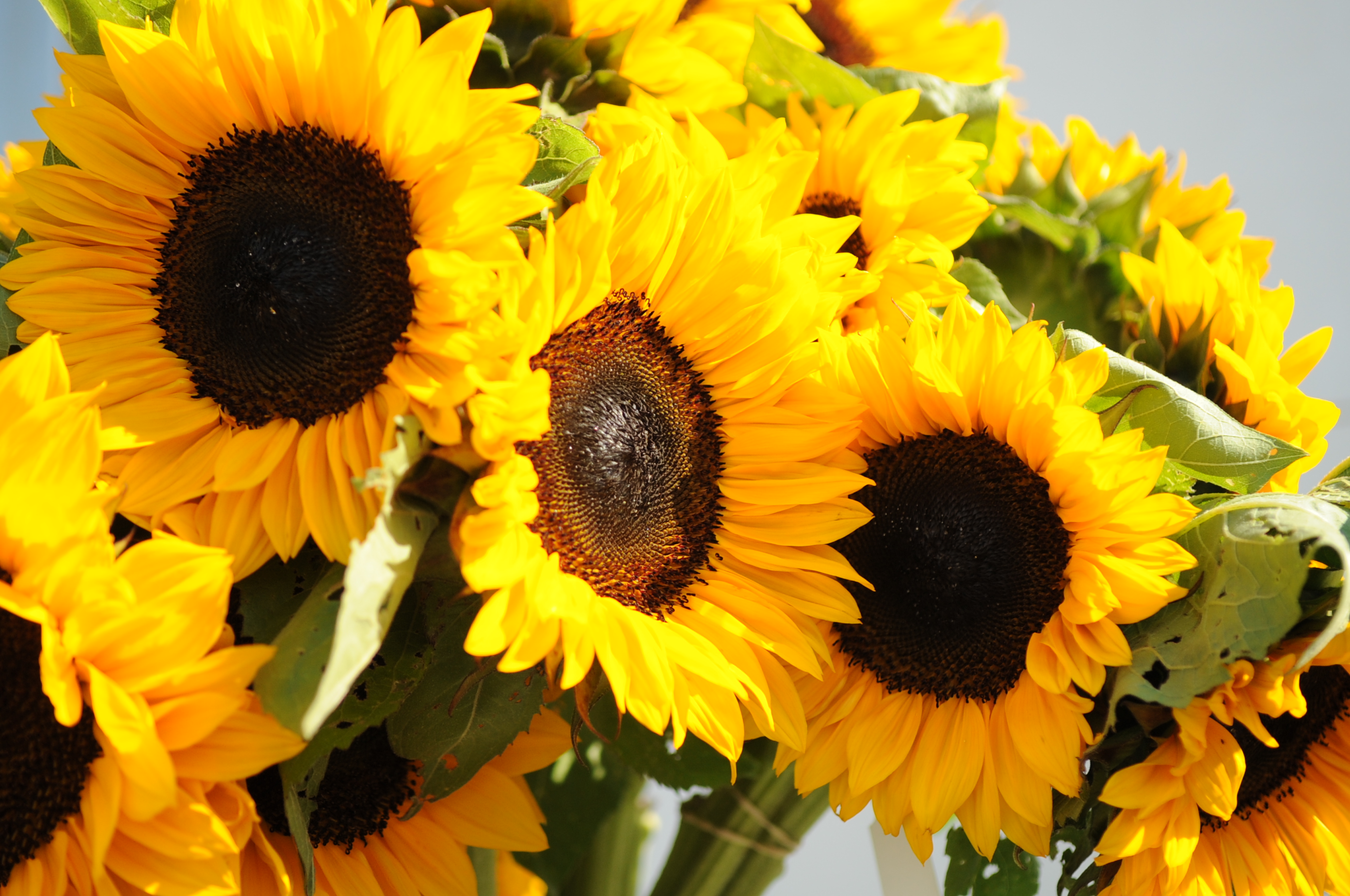Our own sunflowers! |