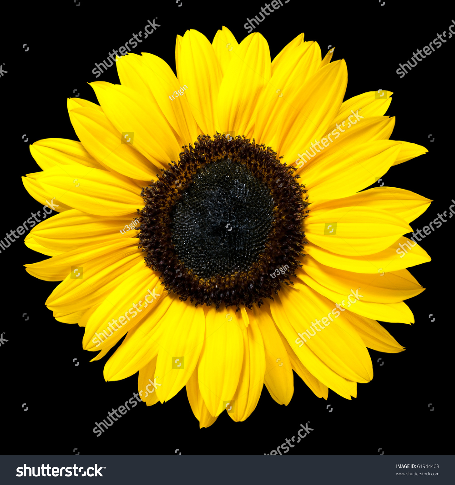 Beautiful Fresh Yellow Sunflower Flower Closeup Stock Photo (Edit ...
