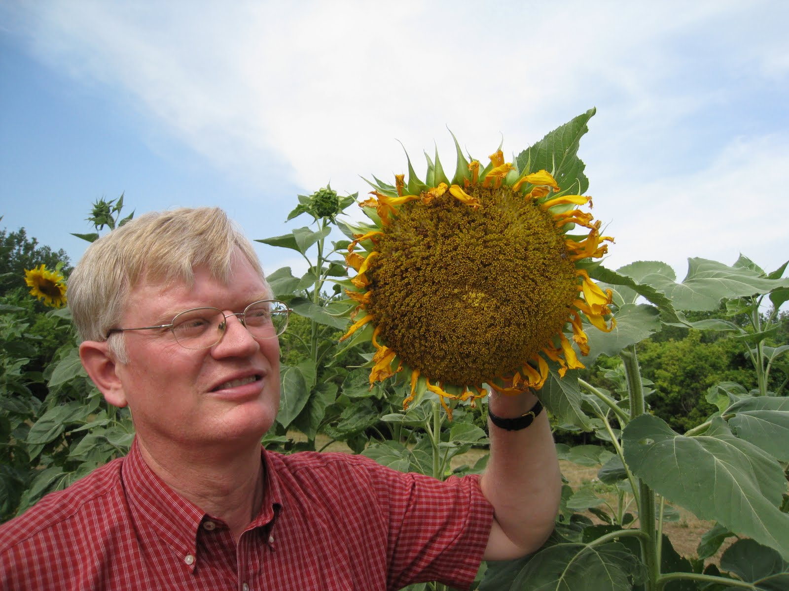Backyard Farming: Sunflowers!