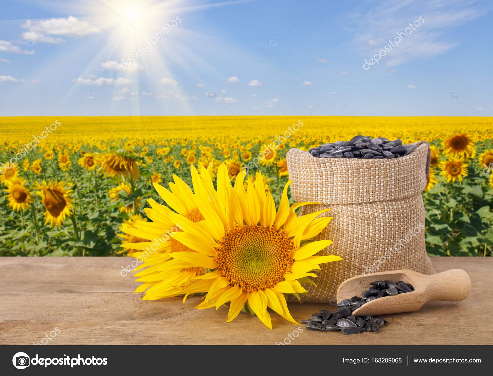 sunflower seeds in bag and fresh sunflowers — Stock Photo ...