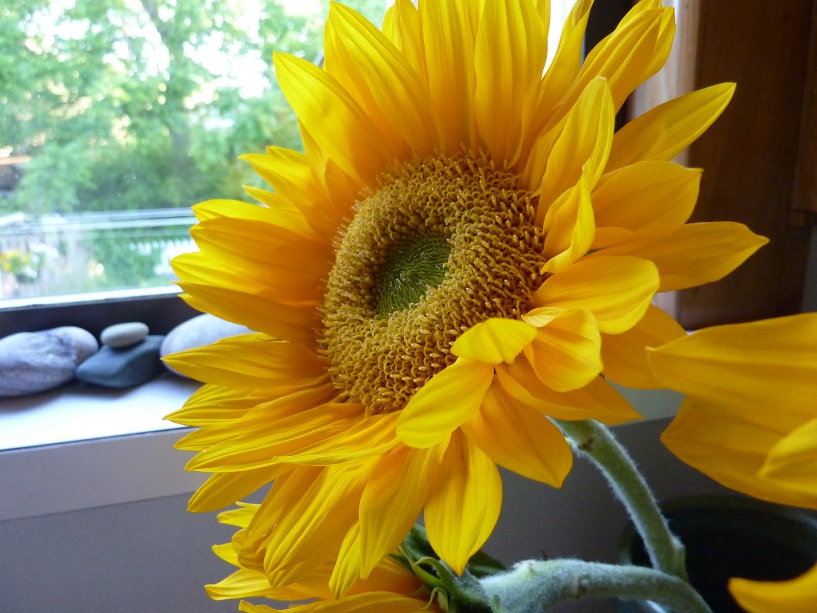 Flowers: Bright Yellow Sunshine Fresh Light Nature Sunflower ...