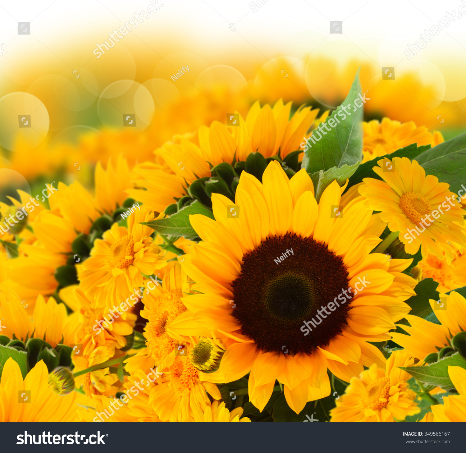 Fresh Sunflowers Marigold Flowers Border On Stock Photo 349566167 ...