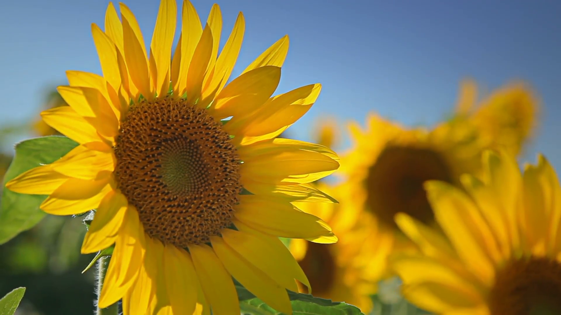 Detail footage of fresh sunflowers growing in a field Stock Video ...