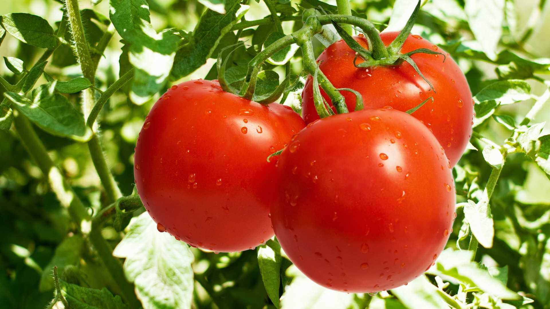 Fresh Tomato Manufacturer & Manufacturer from, India | ID - 1151935