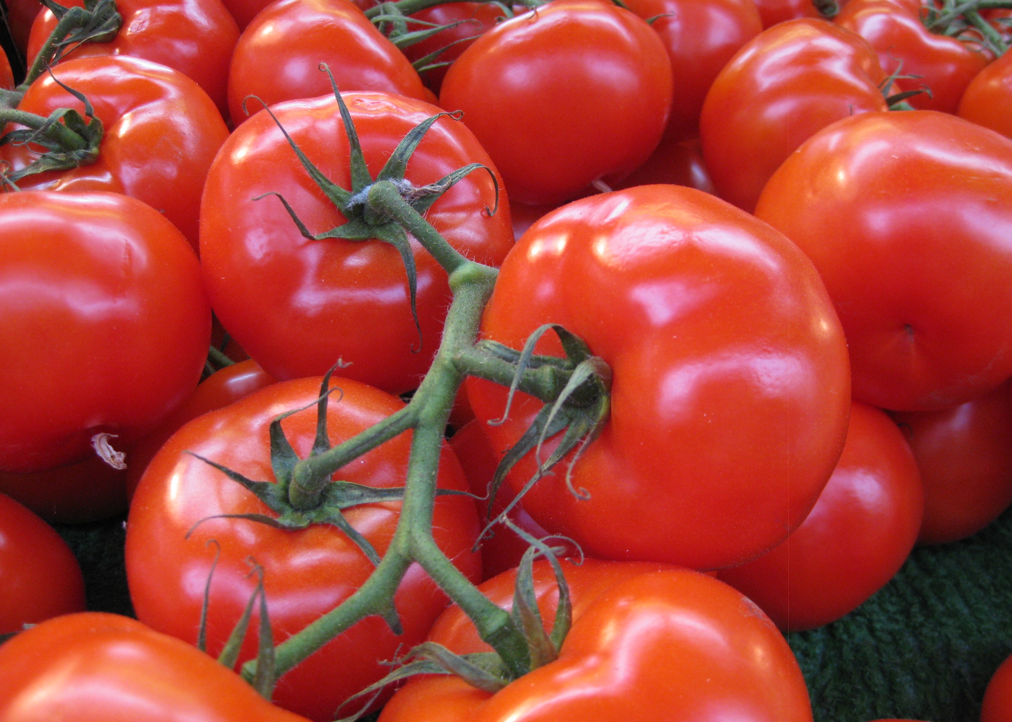 Fresh tomatoes - Goods from Uzbekistan at wholesale prices