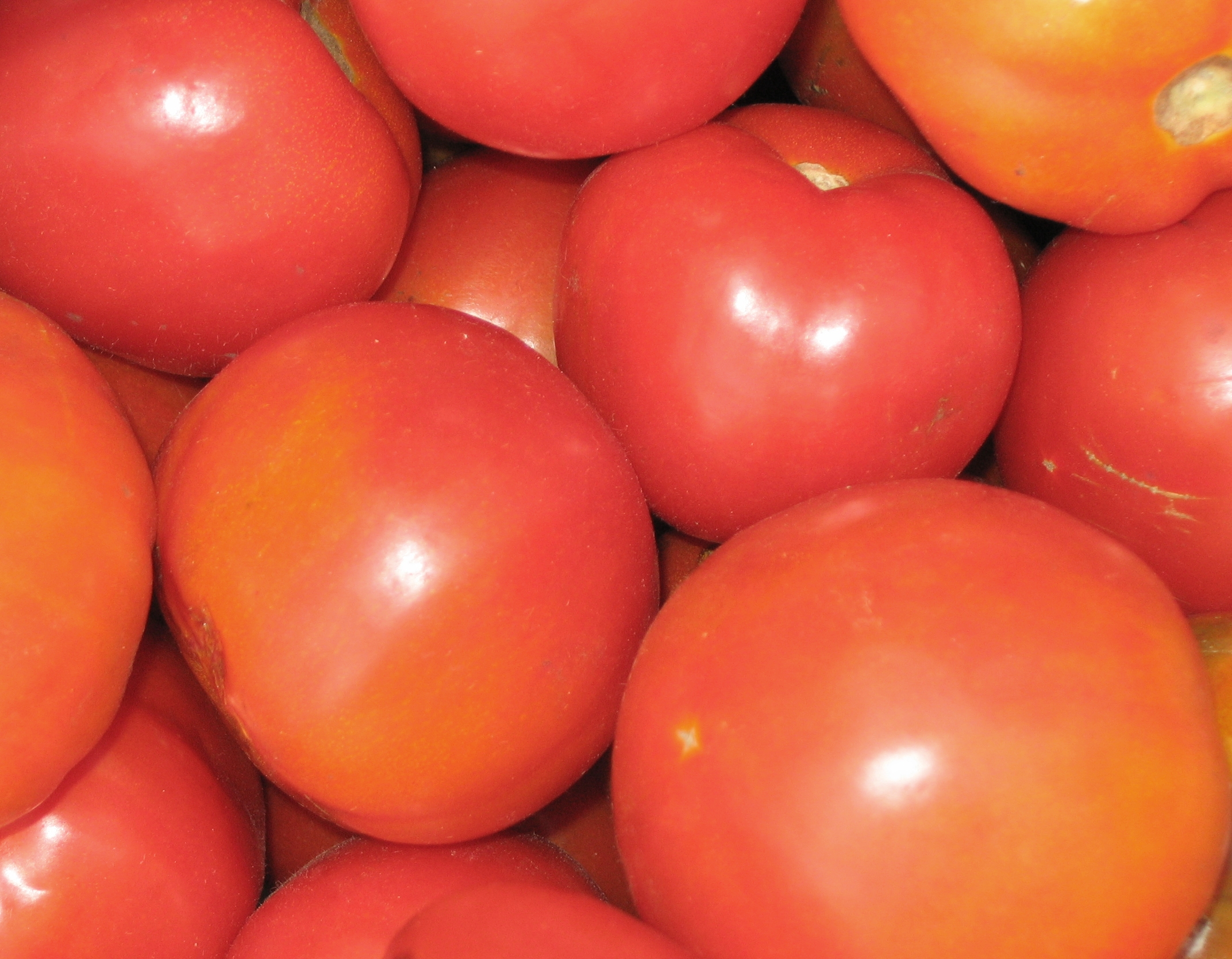 Fresh tomatoes photo