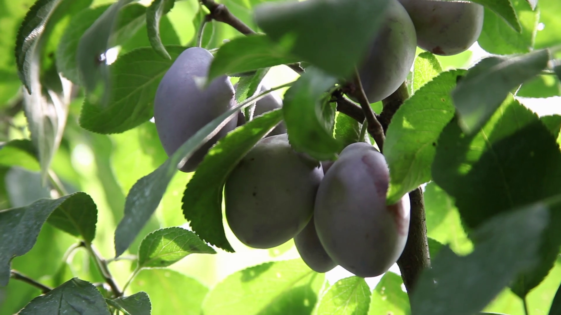 Purple fresh fruits, plum tree branch, ripe, delicious plums ...