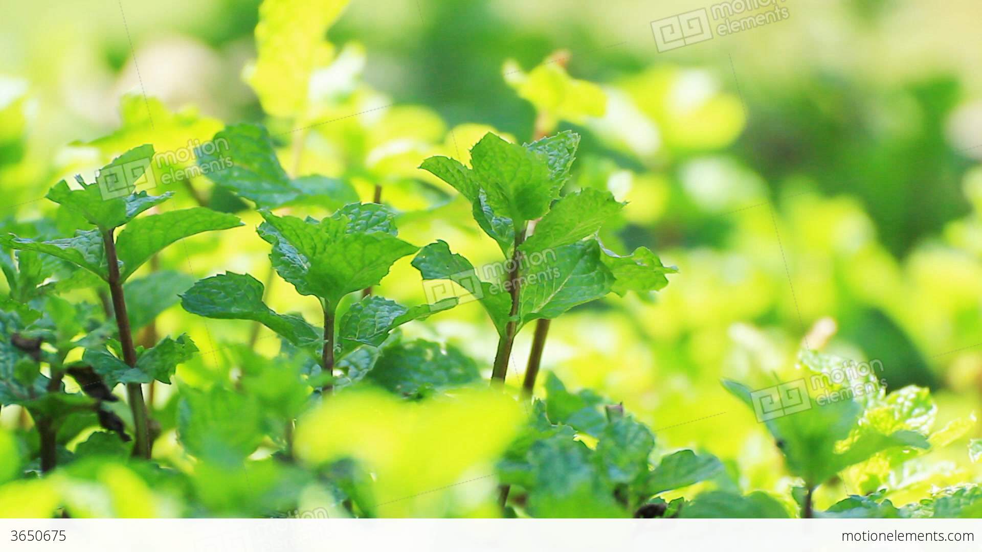 Pick Fresh Kitchen Mint Leaves From The Tree Stock video footage ...