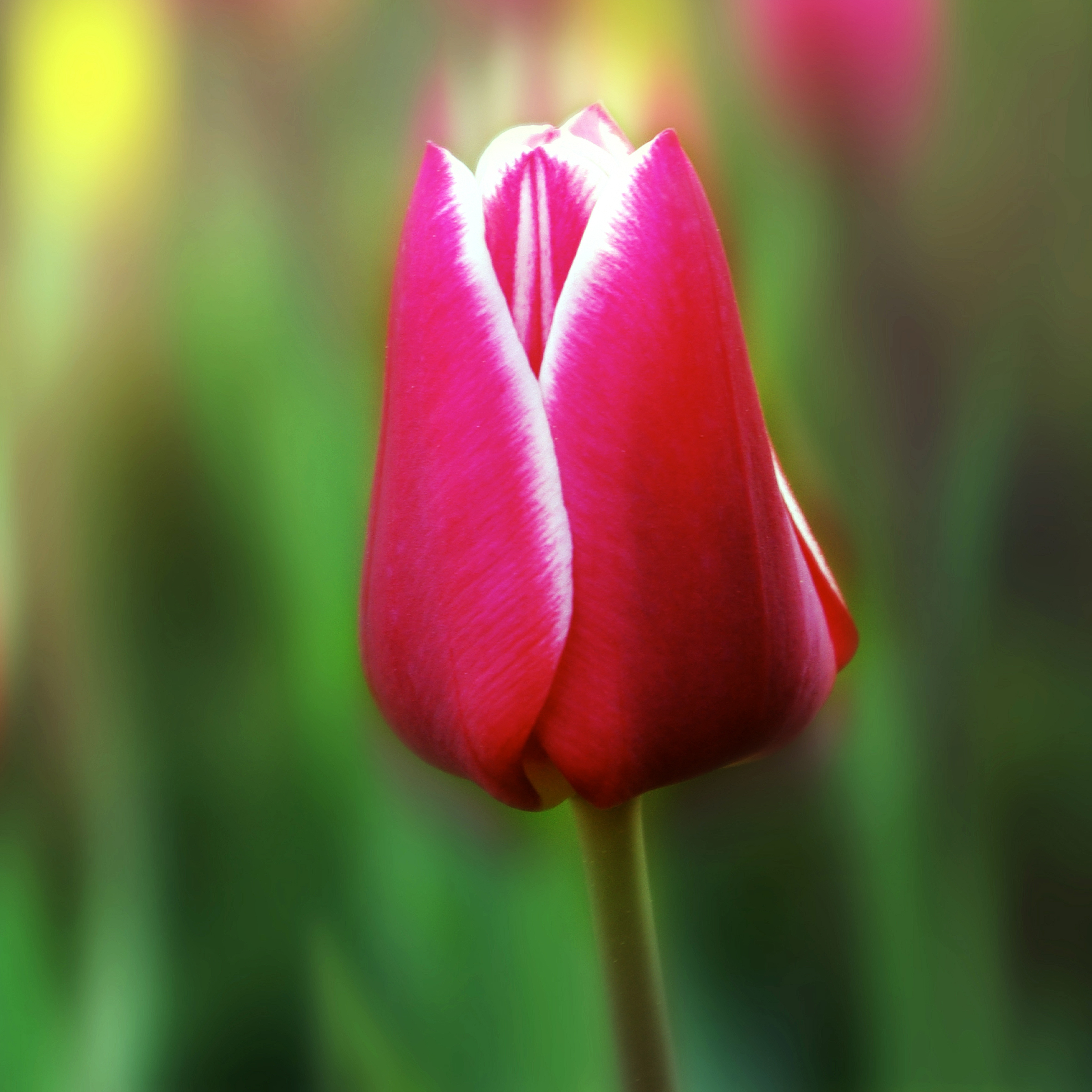 Fresh tulip photo