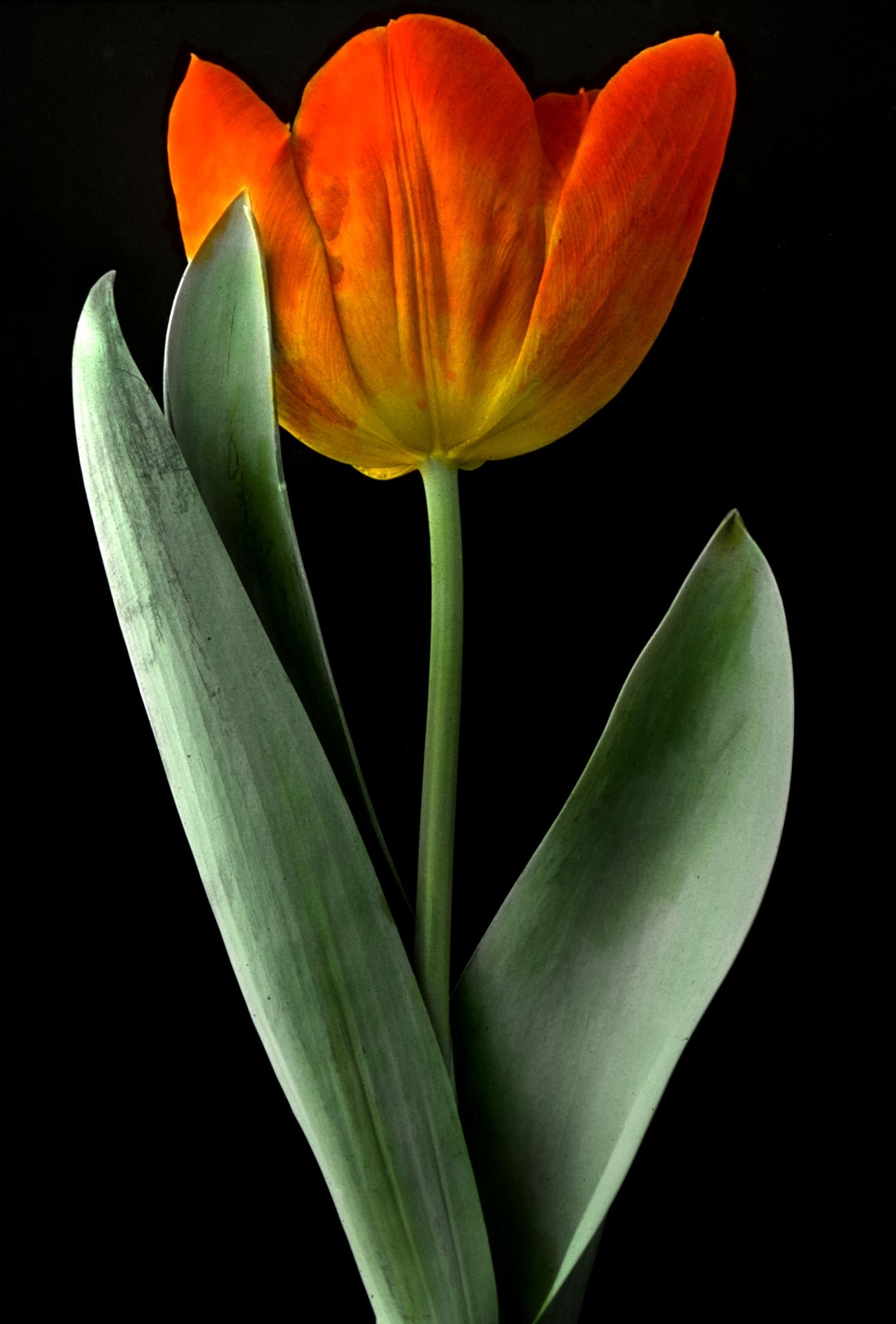 Fresh tulip photo