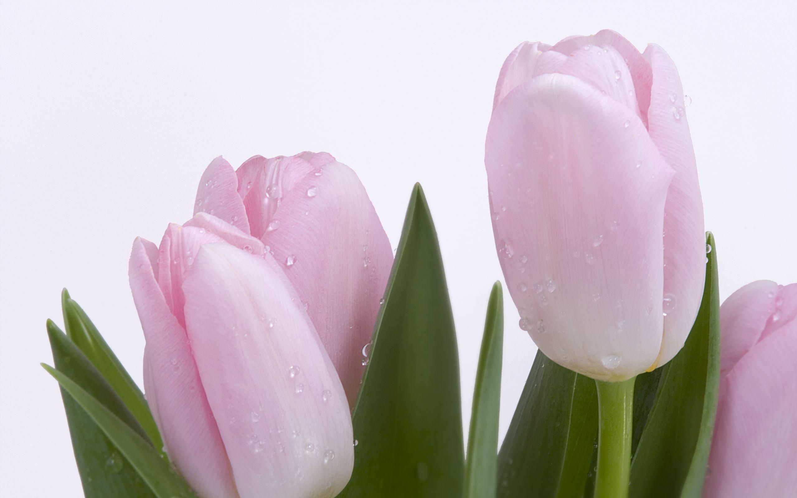 pink tulip fresh with a lovely pale green leaf wallpaper | tulips ...
