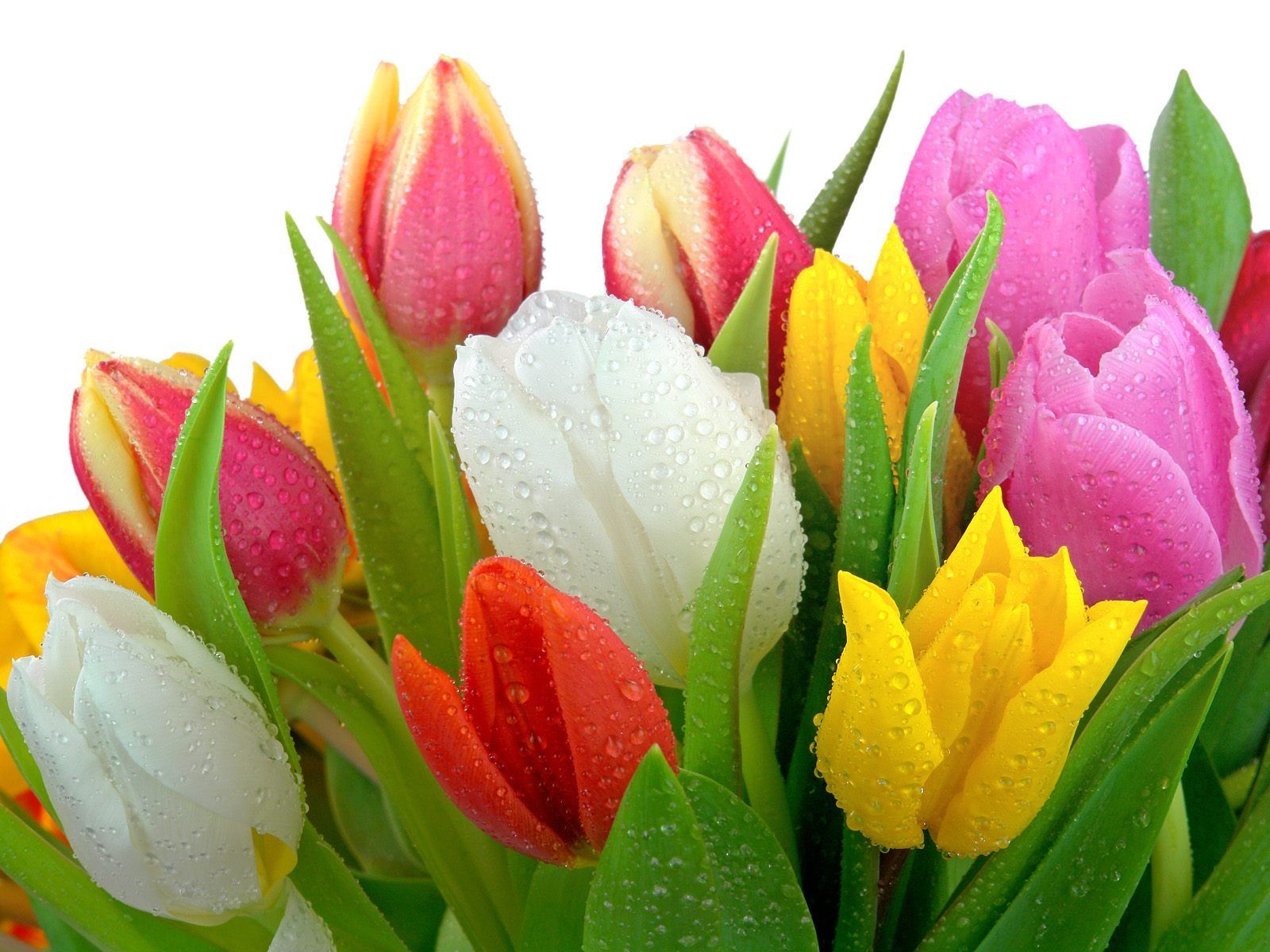 Flowers: Tulips Tulip Flower Colors Nature Flowers Fresh Beauty ...