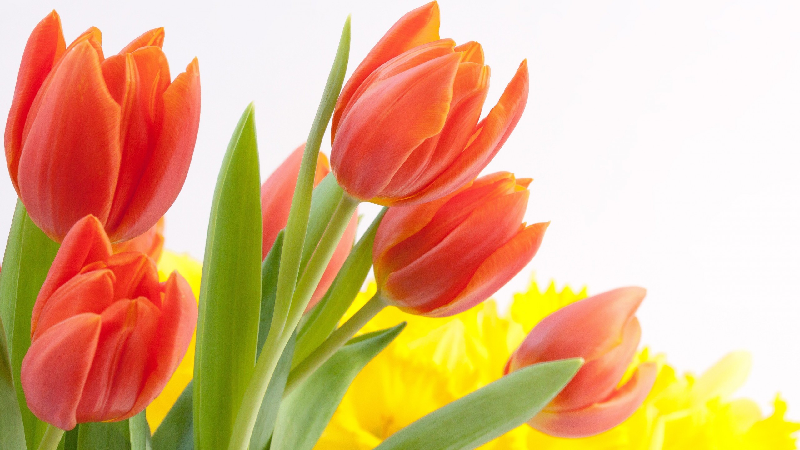Tulip Flowers HD Wallpapers free download 2560x1440