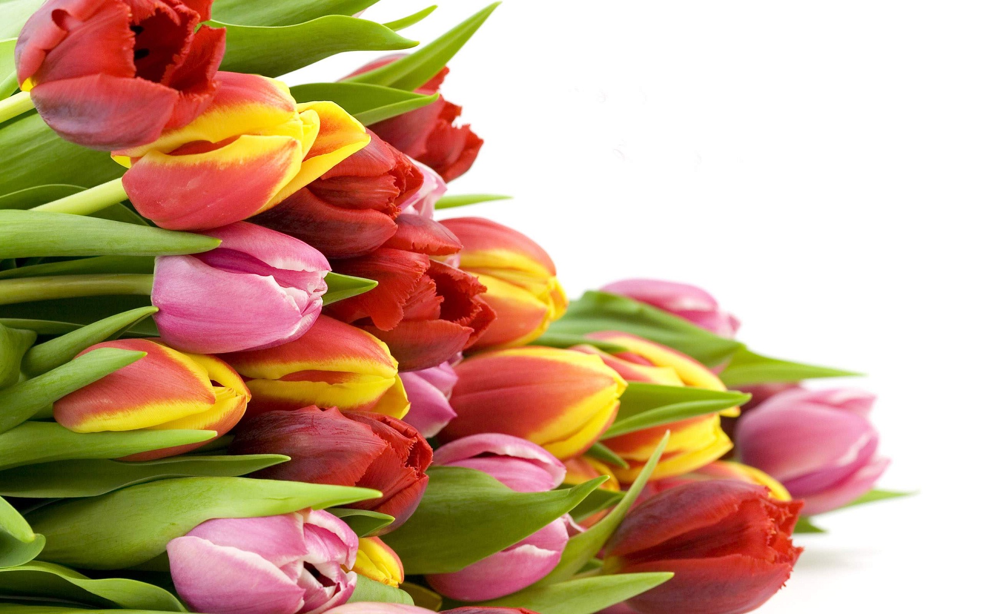 Colorful fresh tulip flowers | HD Wallpapers Rocks