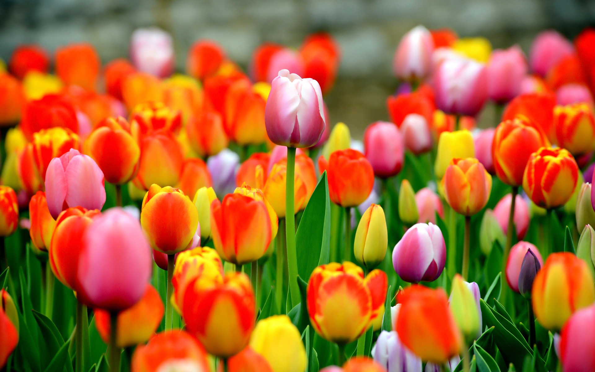 Flowers: Bright Field Beautiful Tulips Colorful Fresh Garden Flowers ...