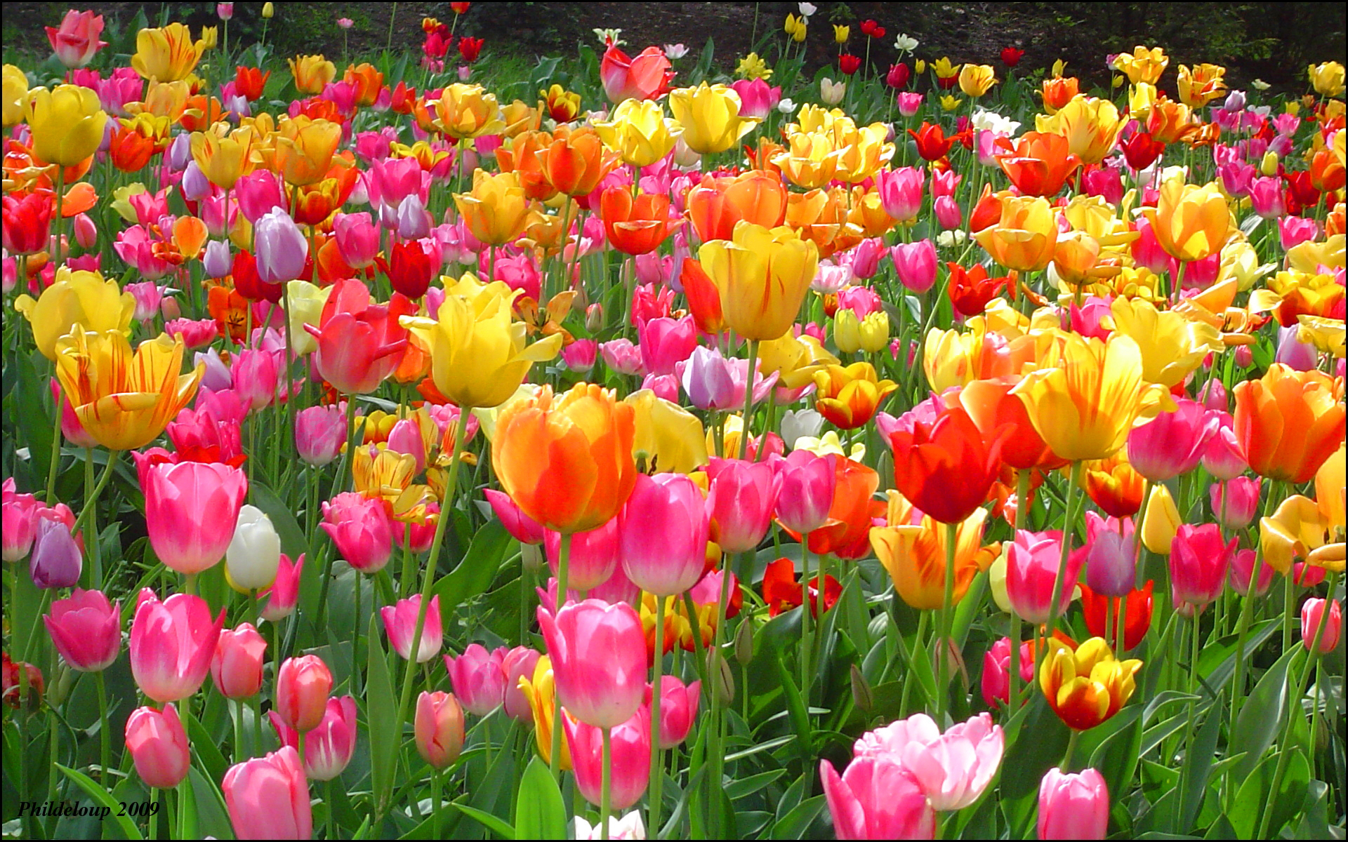 Beautiful Tulip Flowers for Garden | Rememberingfallenjs.com