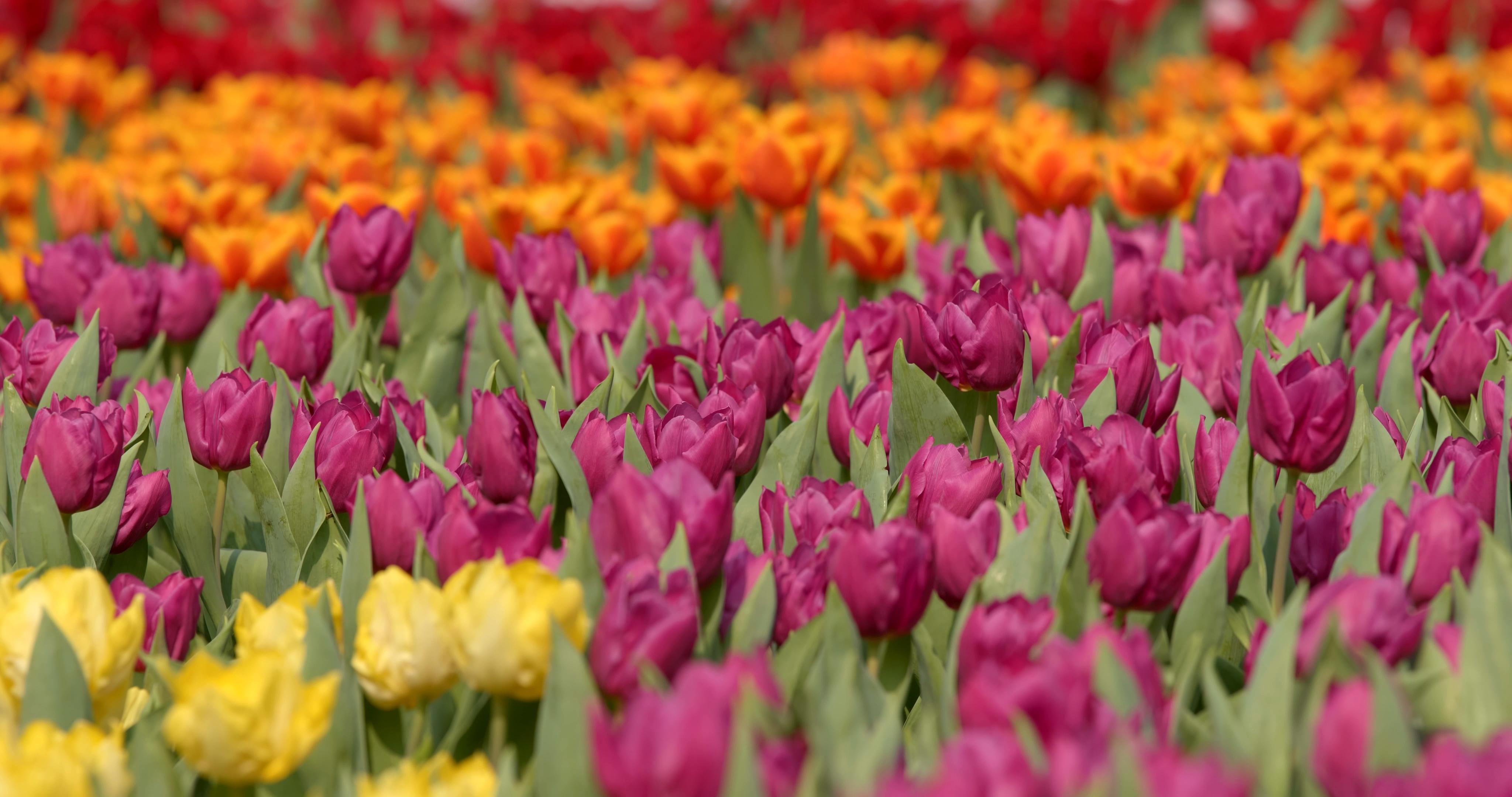 Beautiful fresh tulips garden ~ Stock Footage #87449248