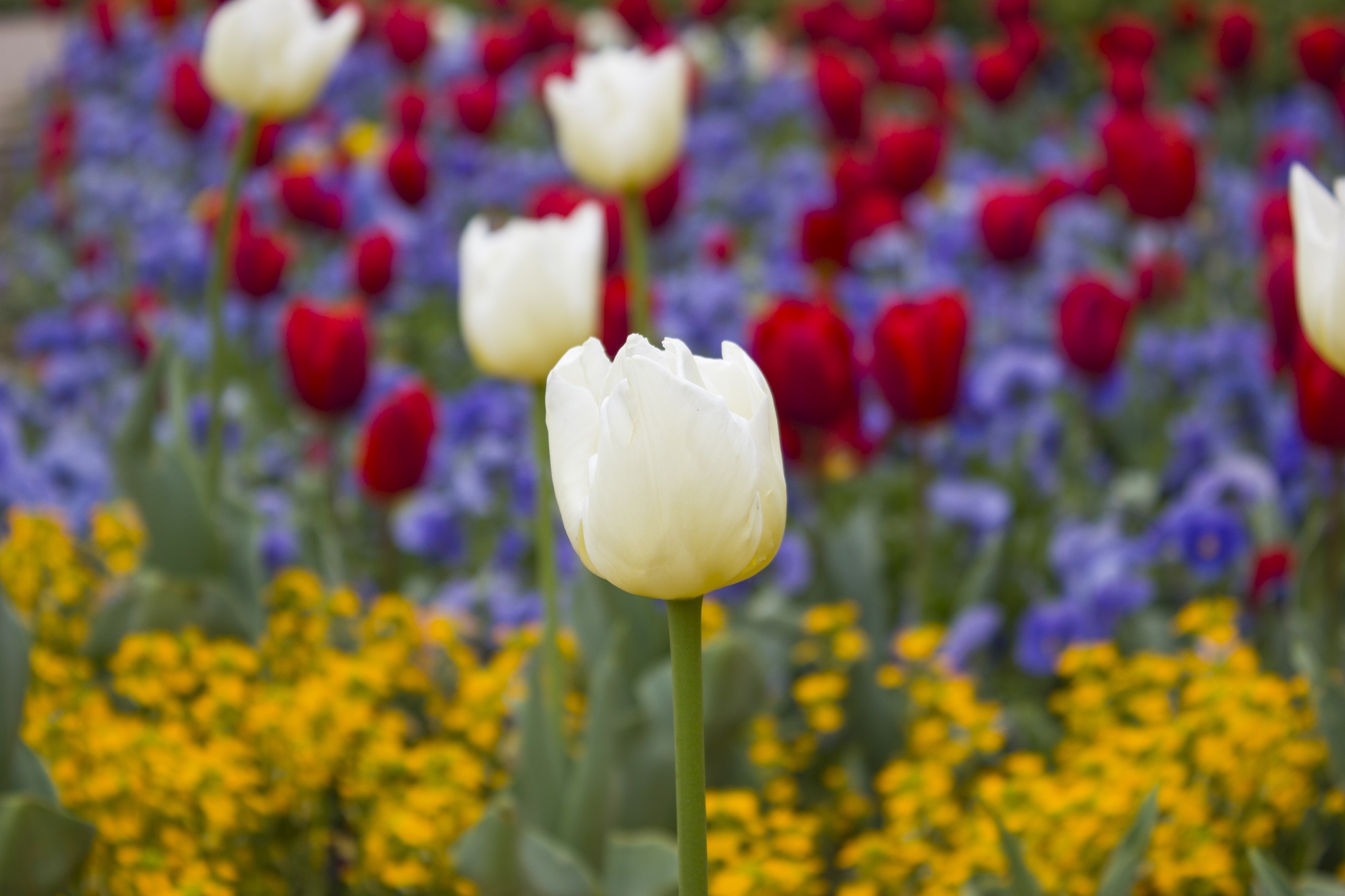 Fresh tulips photo