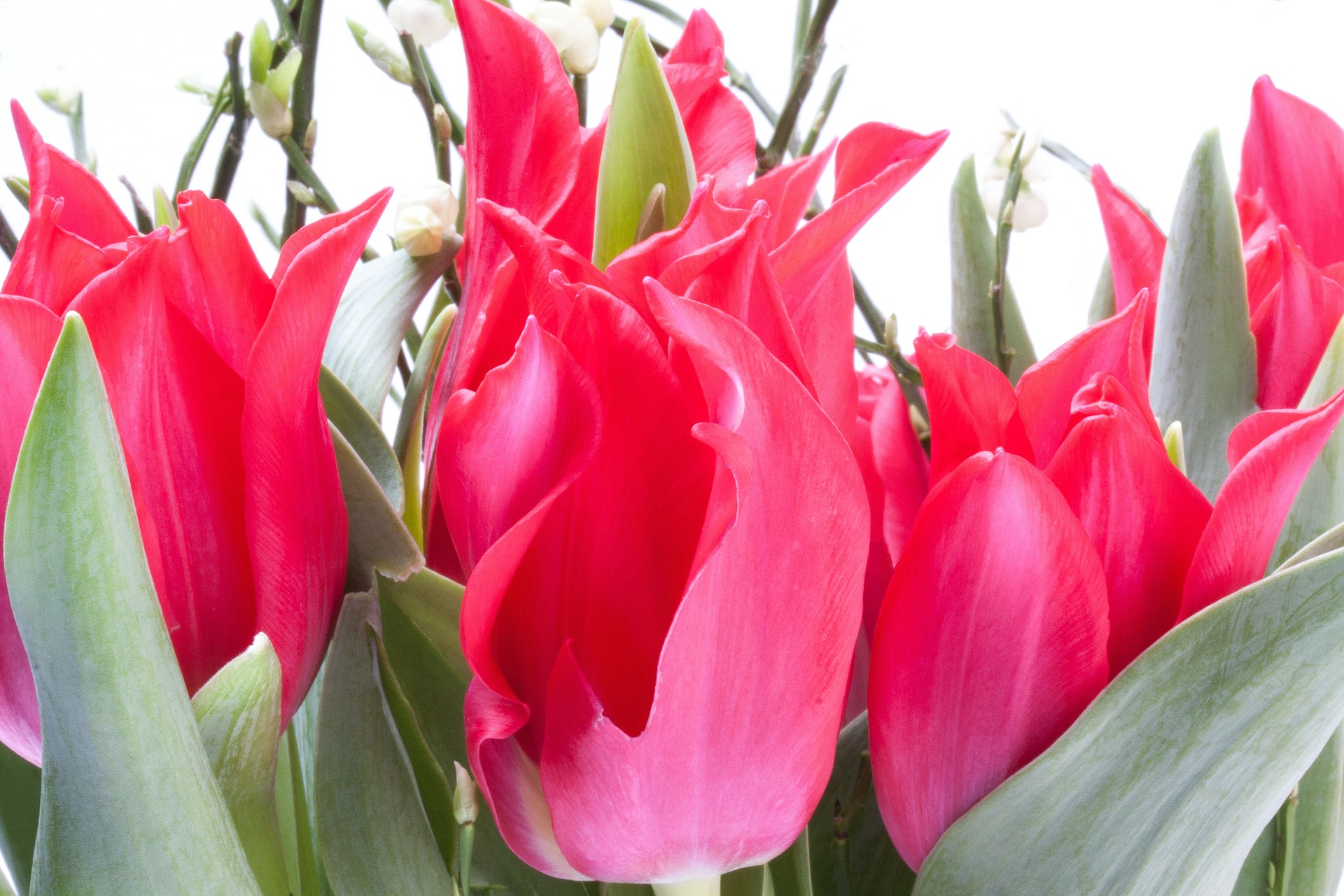 Fresh tulips photo