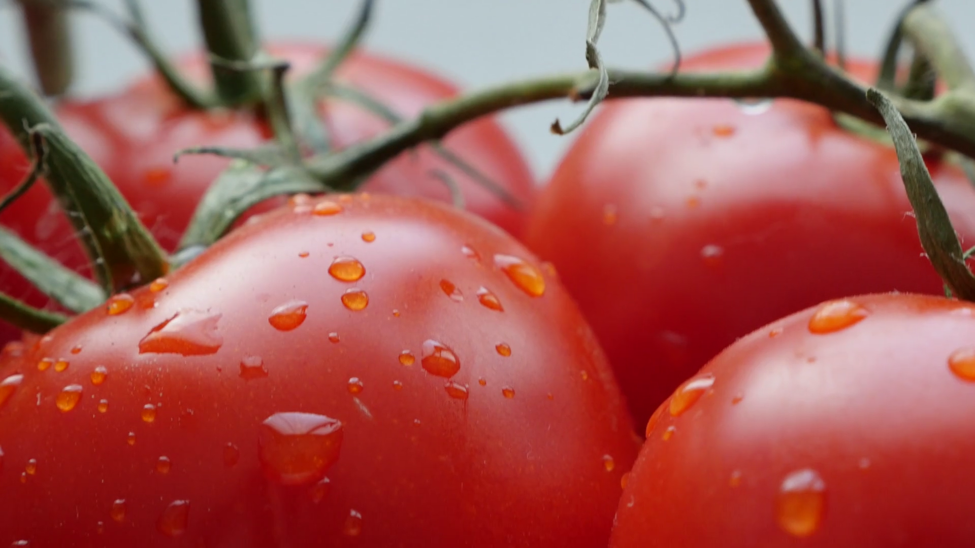 Fresh juicy red tomatoes on the vines slow tilting close-up 4K 2160p ...