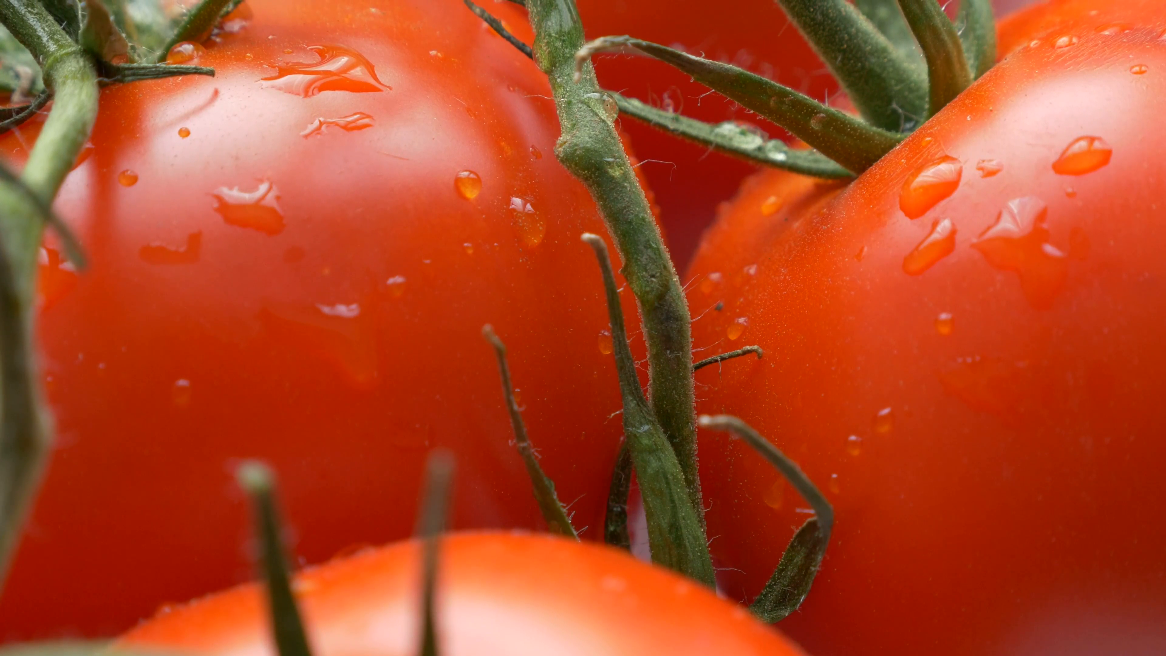 Wet fresh juicy organic tomato vegetable on vines slow tilt 4K 2160p ...