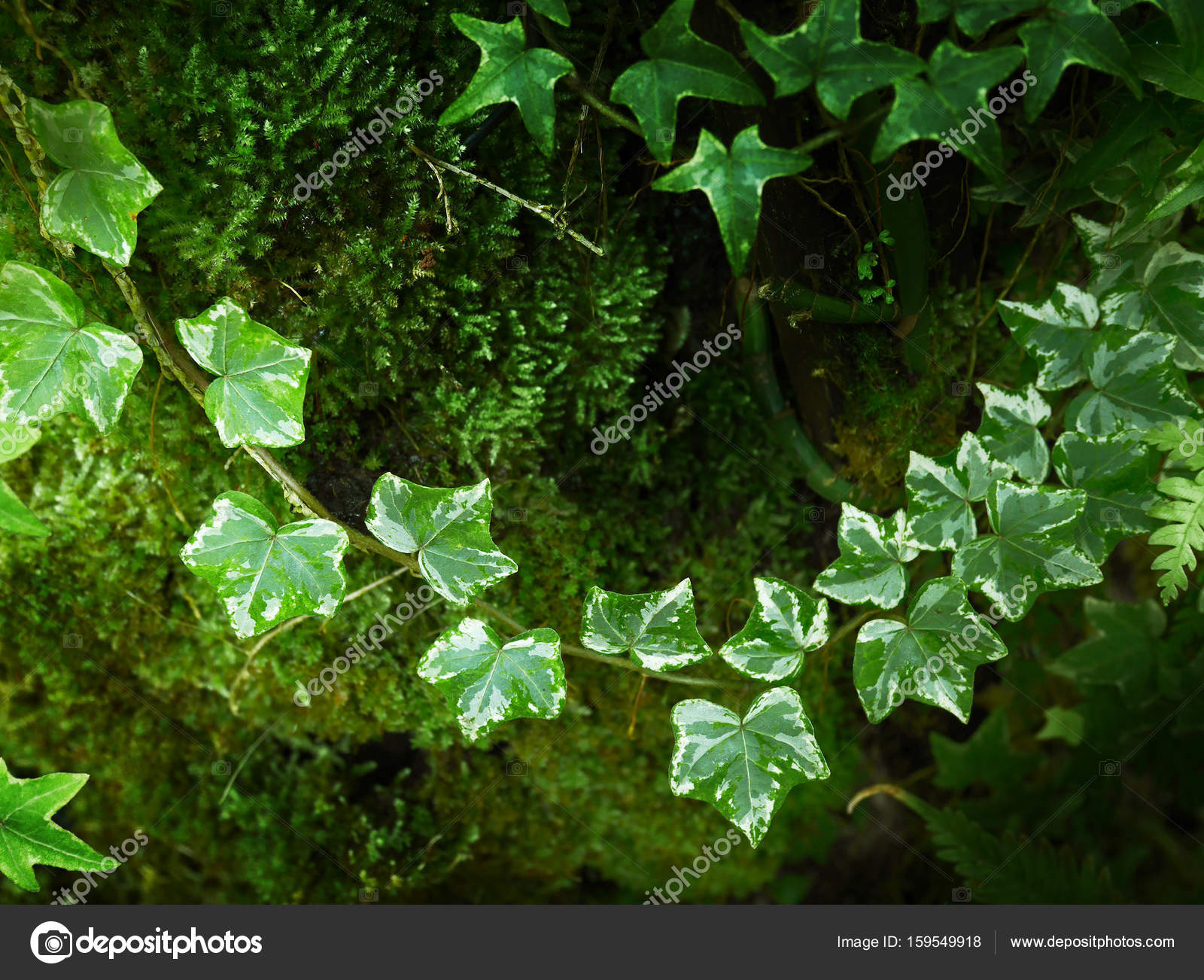 Fresh vines on green ferny forest background — Stock Photo ...