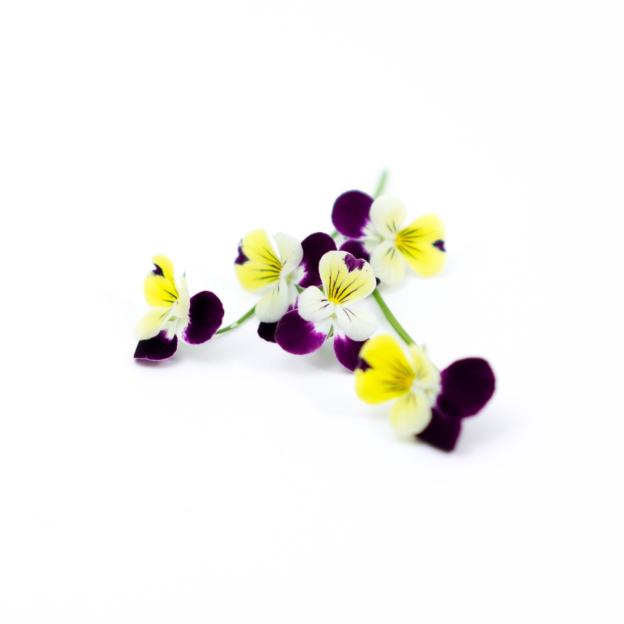 Buy Viola Flowers - Fresh & Local in New York City – Farm.One