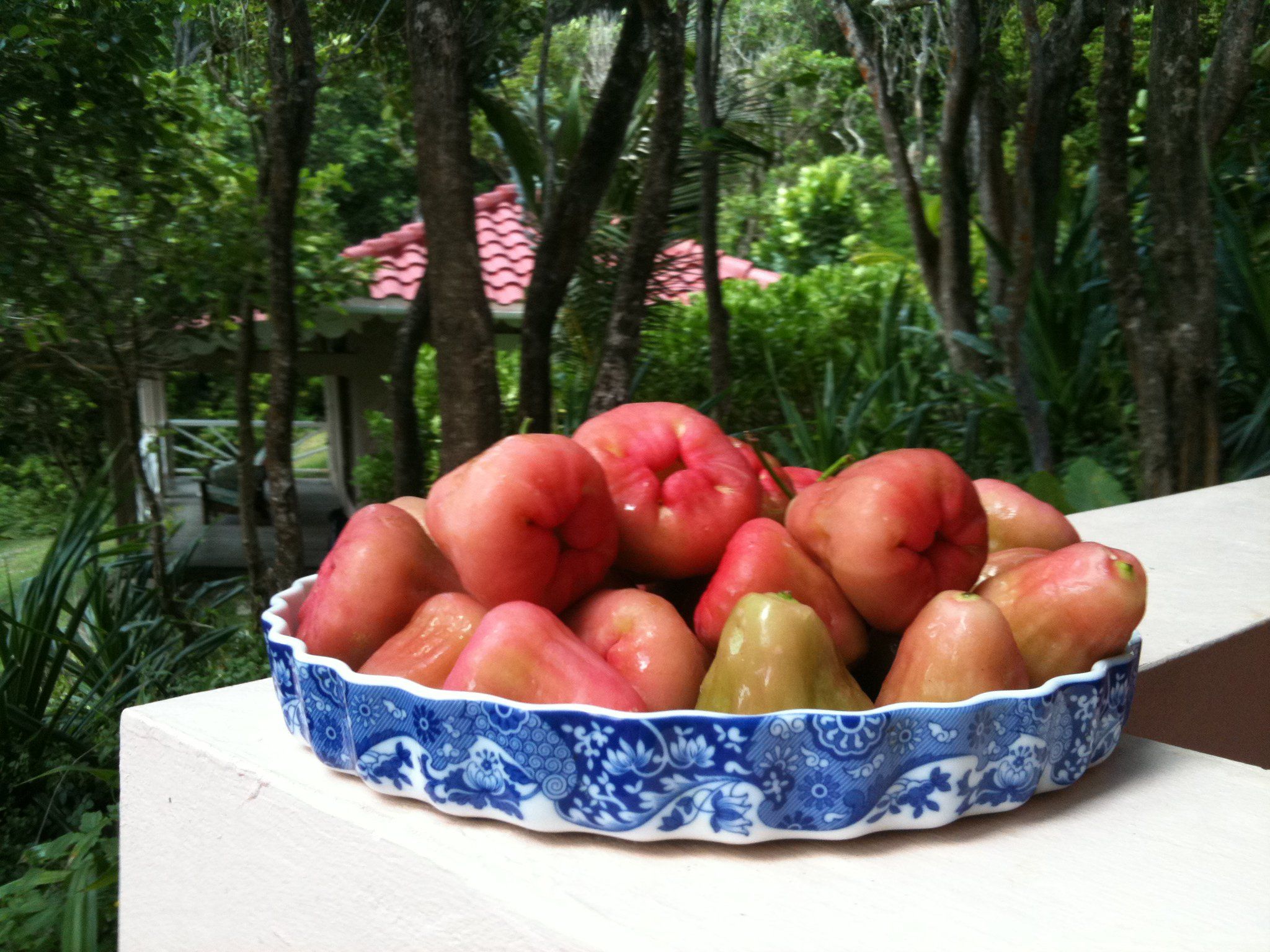 Wax apples, one of the most fresh crunchy fruits in Grenada, at ...
