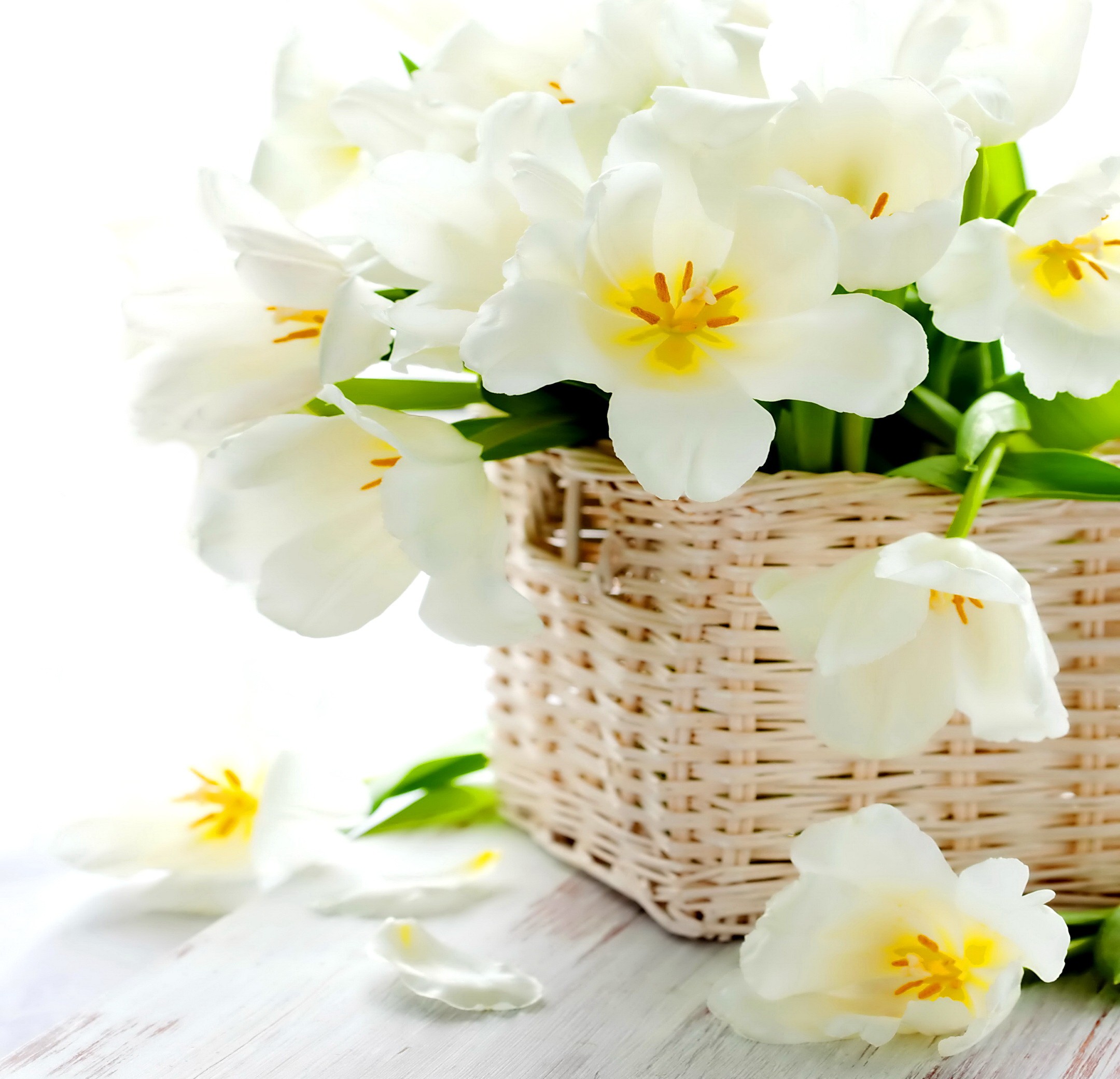Flowers: Fresh Tender White Busket Flowers Flower Desktop Background ...