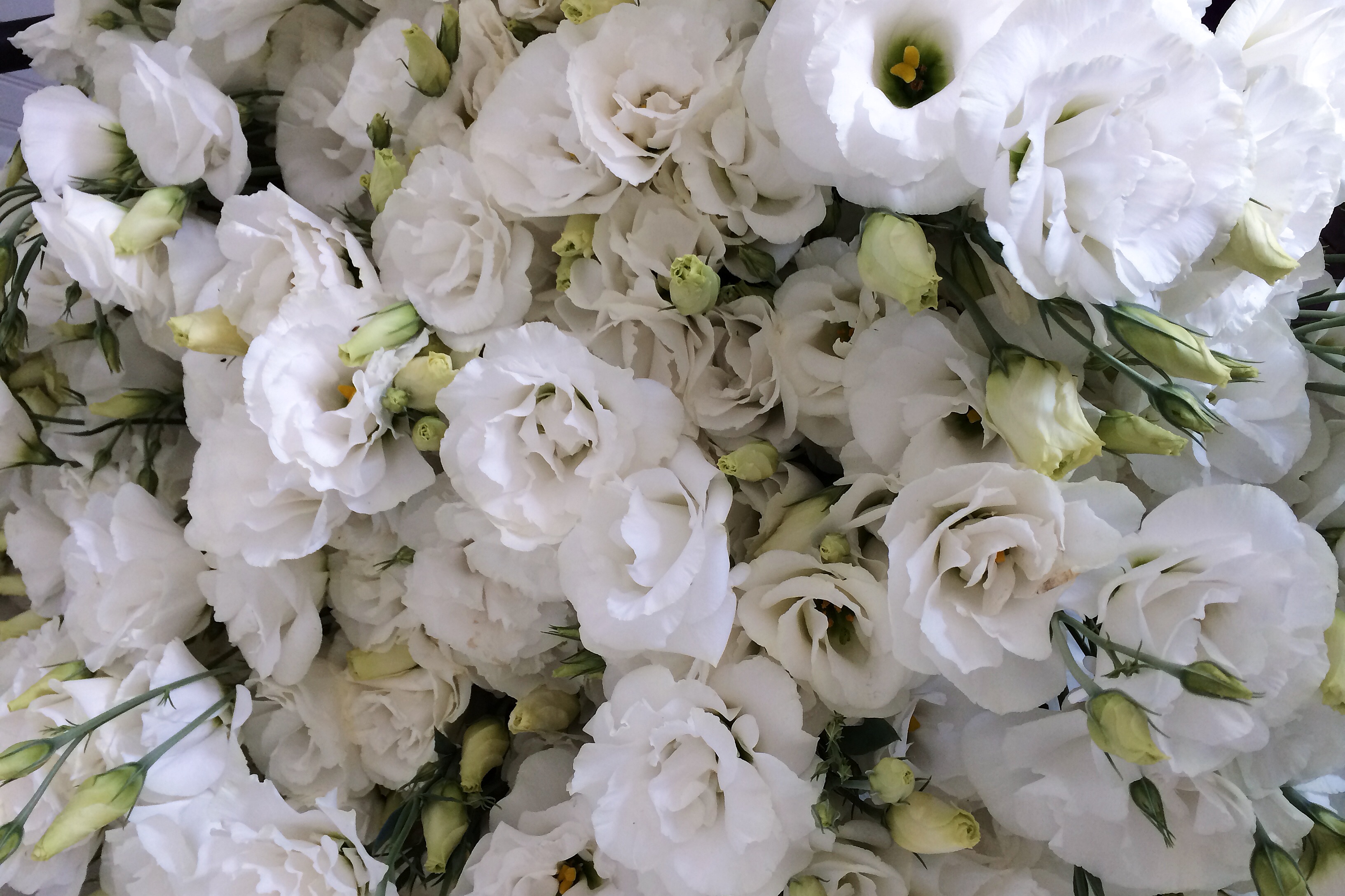 Five Tricks to Growing Fantastic Field Lisianthus - Love 'n Fresh ...