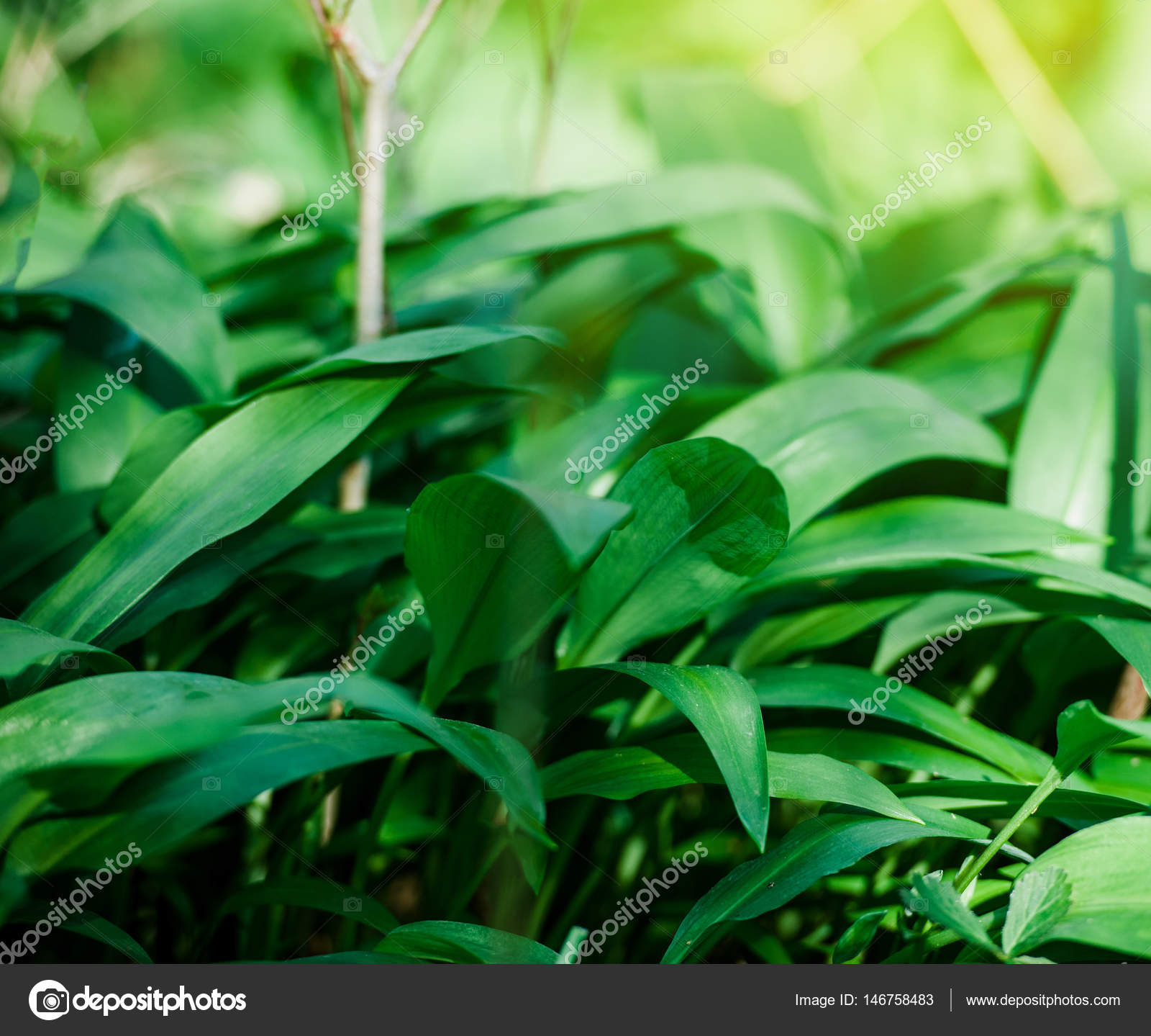 Wild garlic in forest , bears garlic leaves in forest - Allium u ...