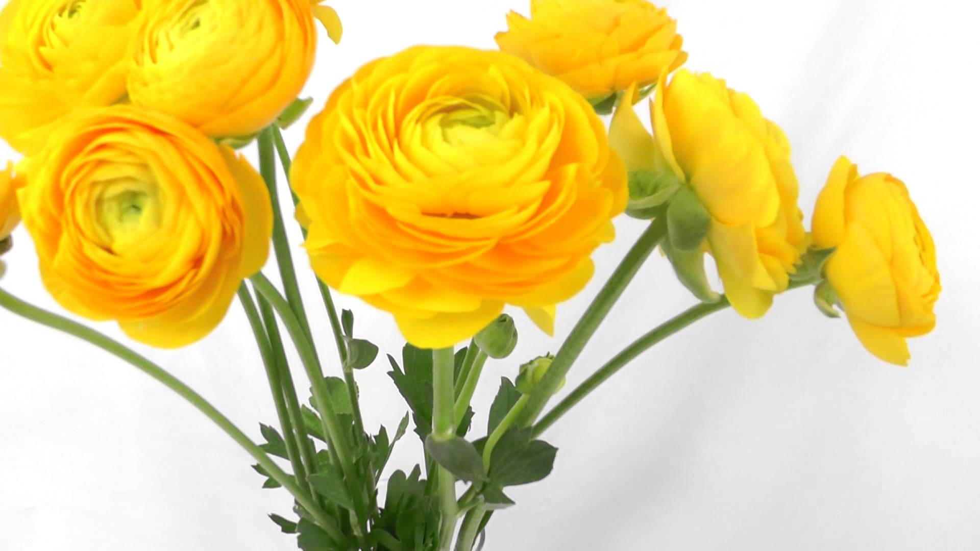 Picturesque Yellow Ranunculus Fresh Cut Flower Super Flowers YouTube ...