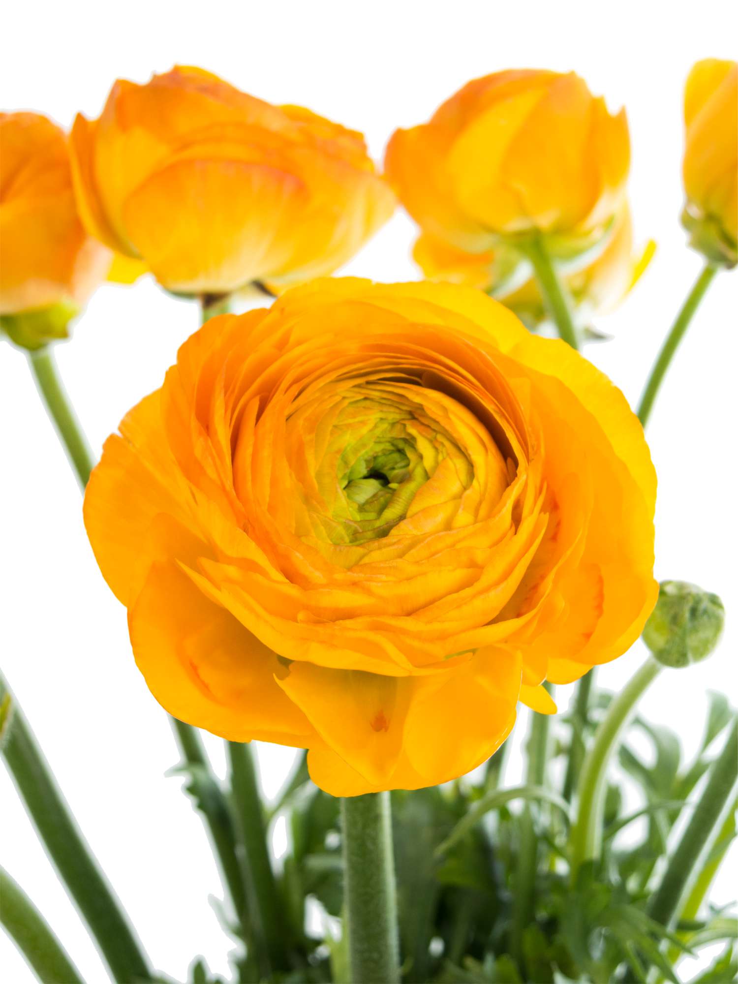 Gelbe Ranunkeln in großen Blüten in XXL - jetzt mehr entdecken auf ...