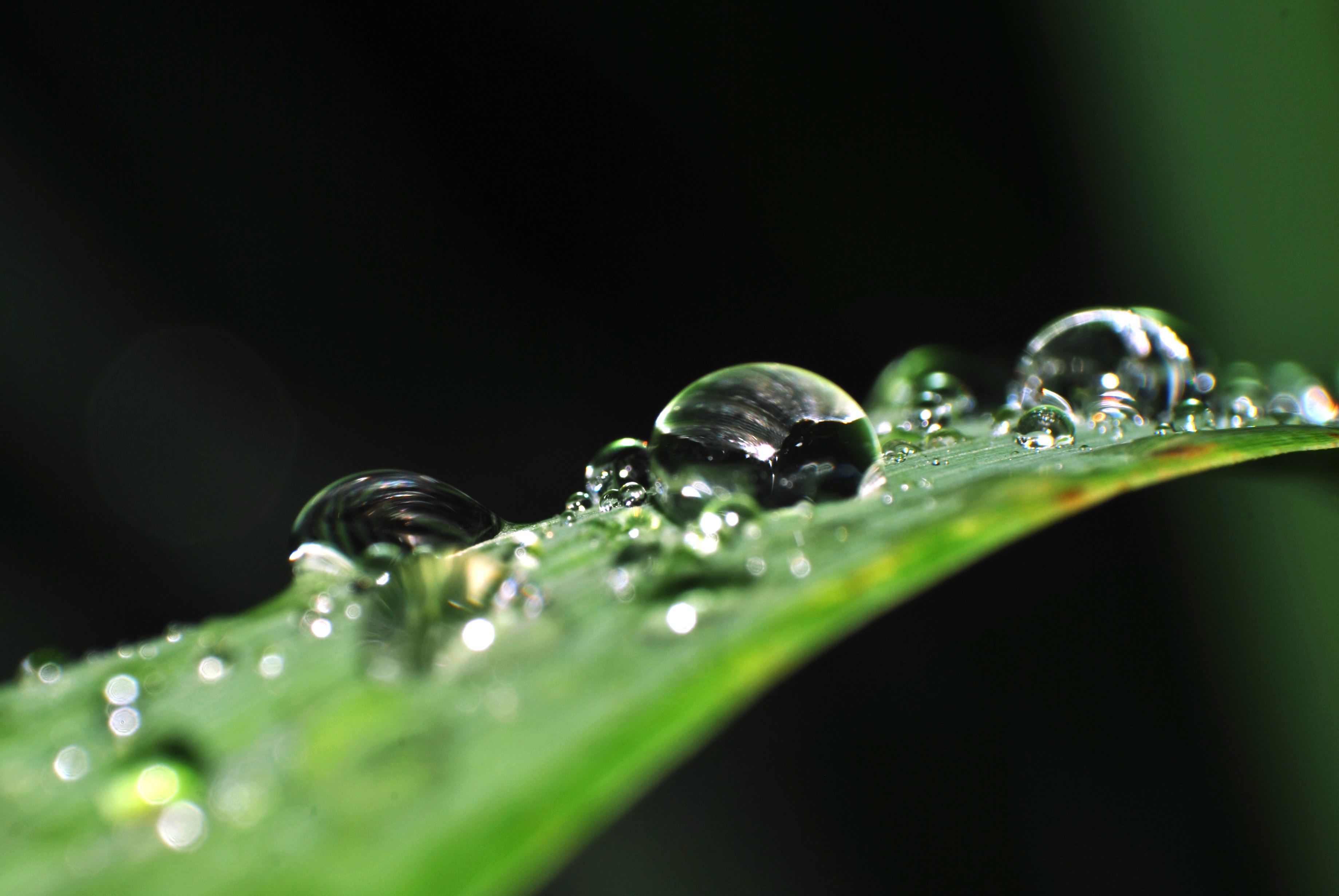 Free picture: freshness, raindrops, water, drops, wet