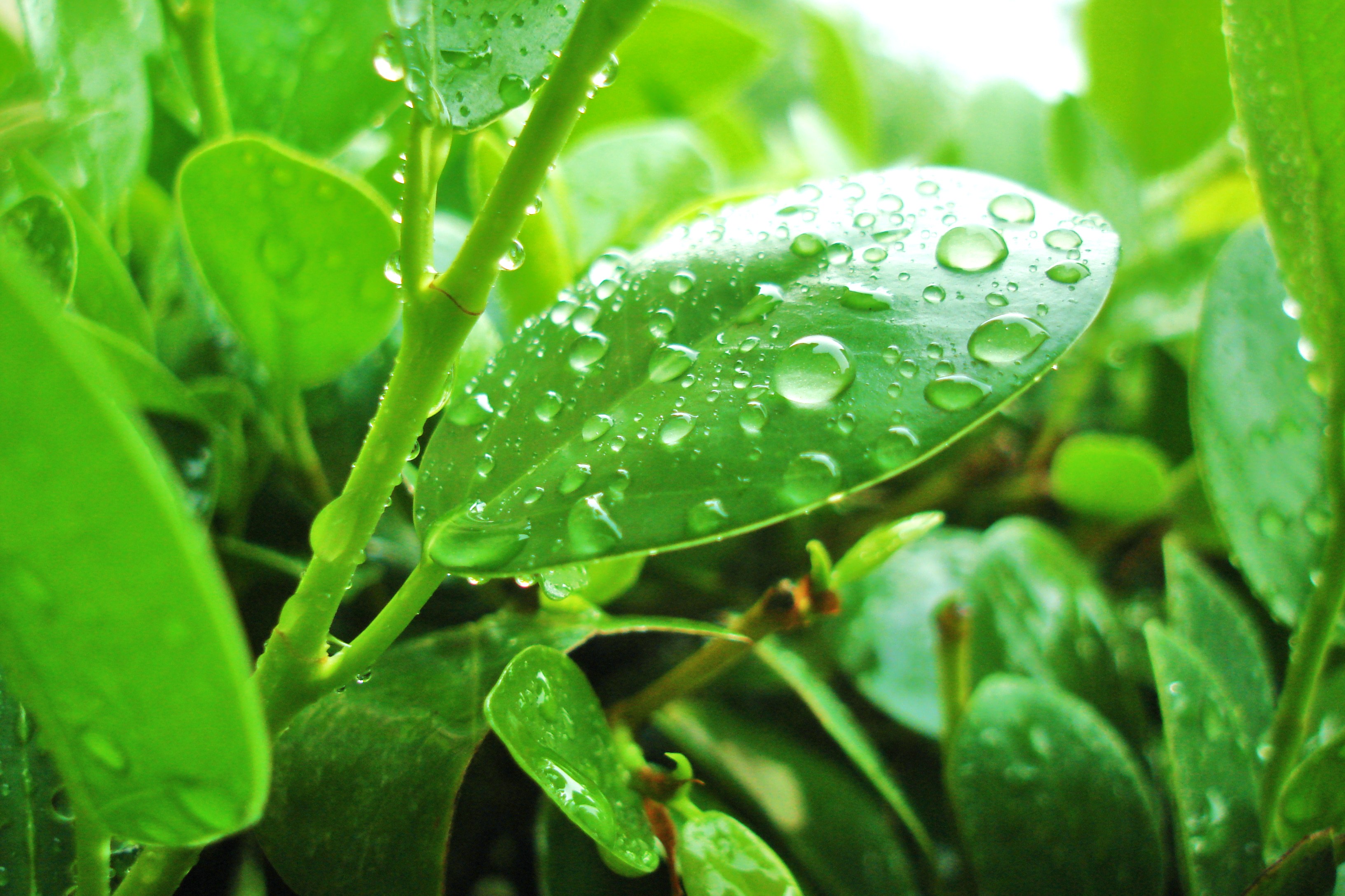 monsoon freshness | vaibhav mathur's blog