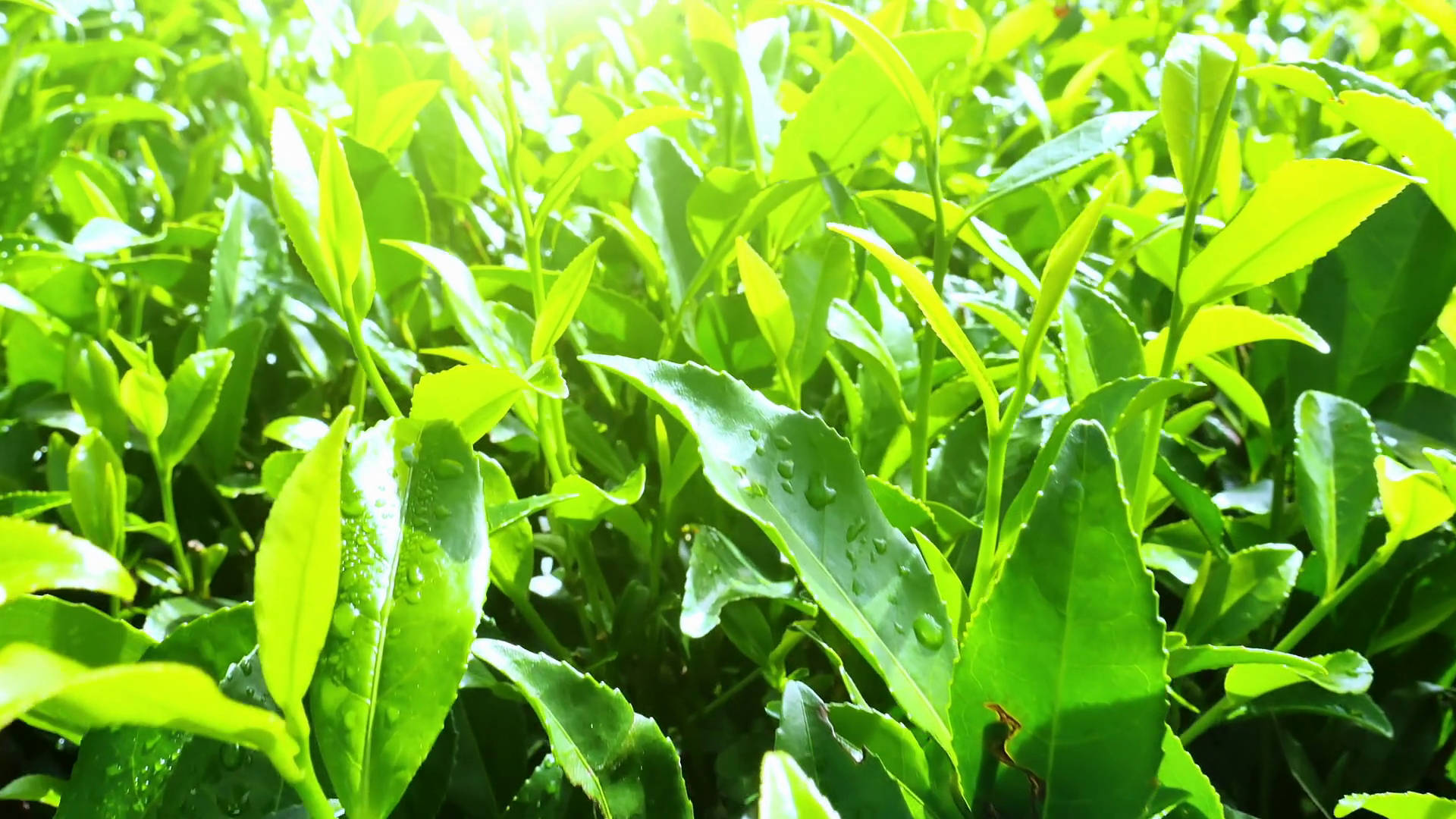 Tea field plantation and bright sun light shining over fresh crops ...