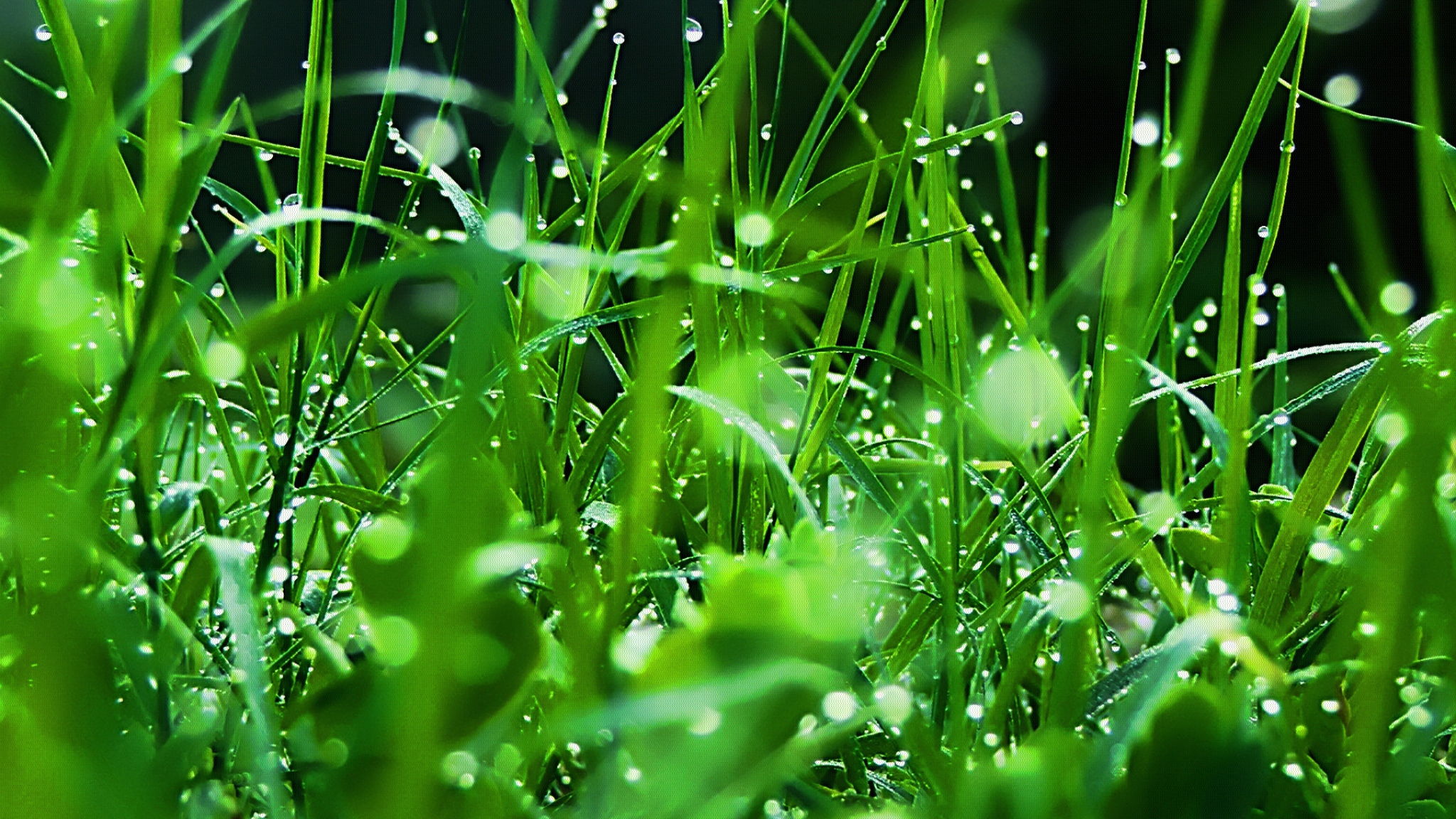 Grass, Dew, Drops, Green, Freshness, High, Definition, Wallpaper ...