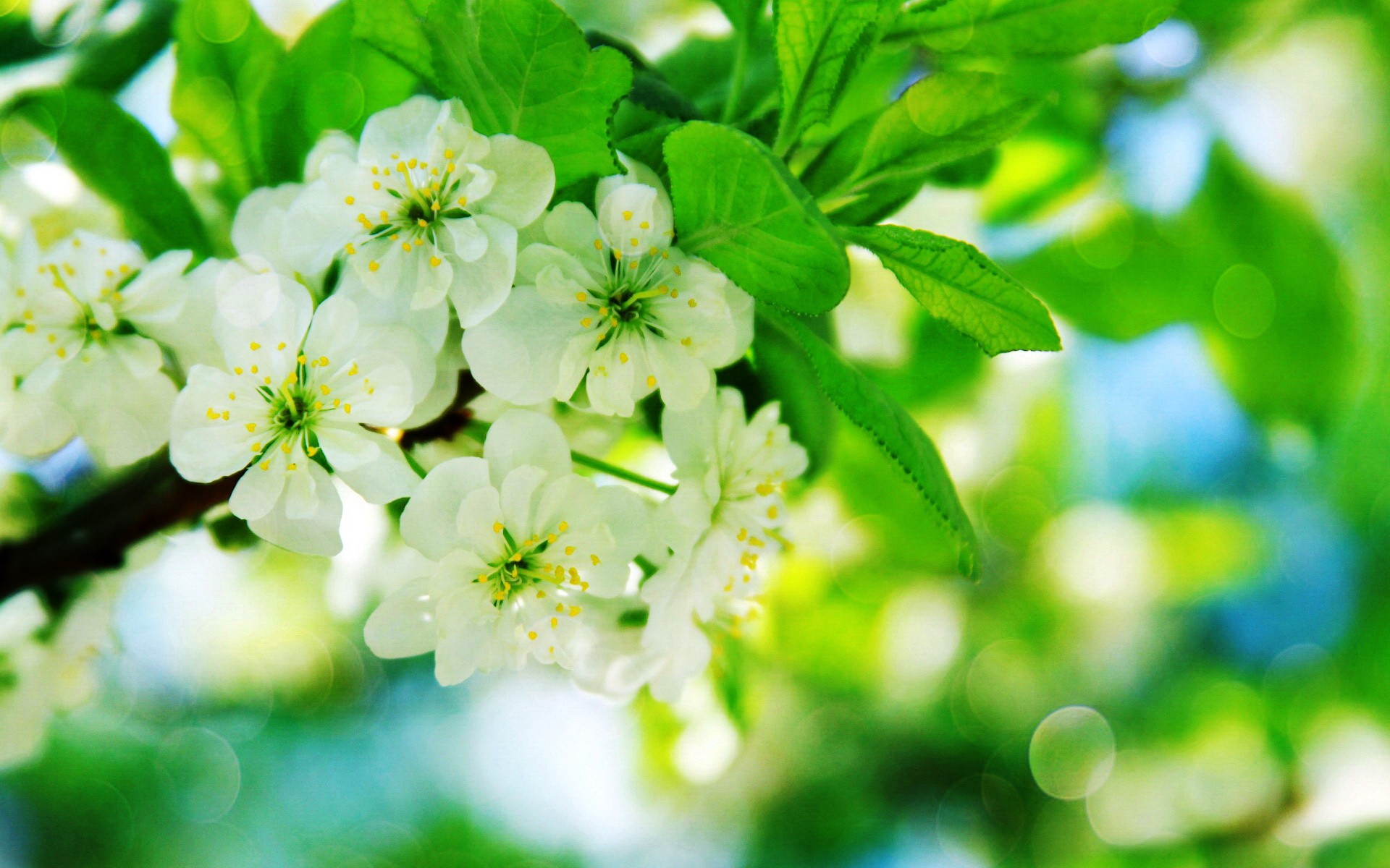 Misc: Spring Blossoms Fresh Nice Nature Freshness Beautiful Lovely ...