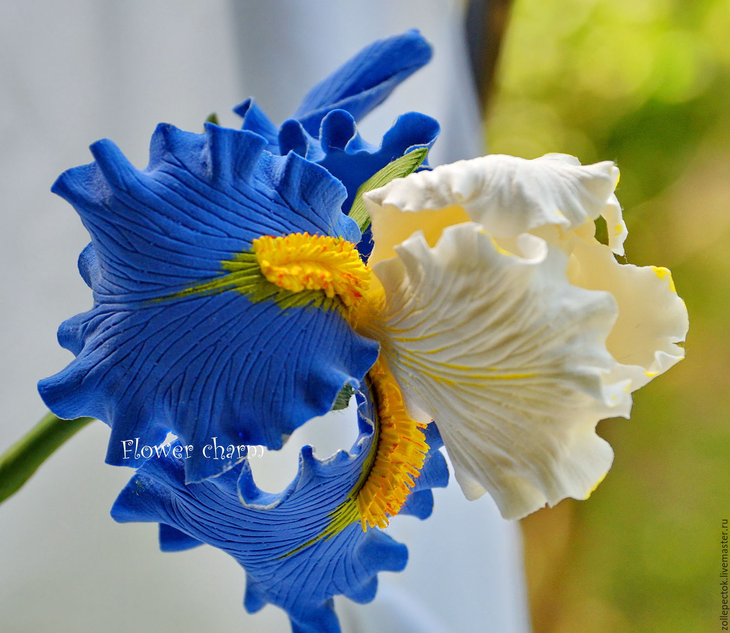 The iris flower 