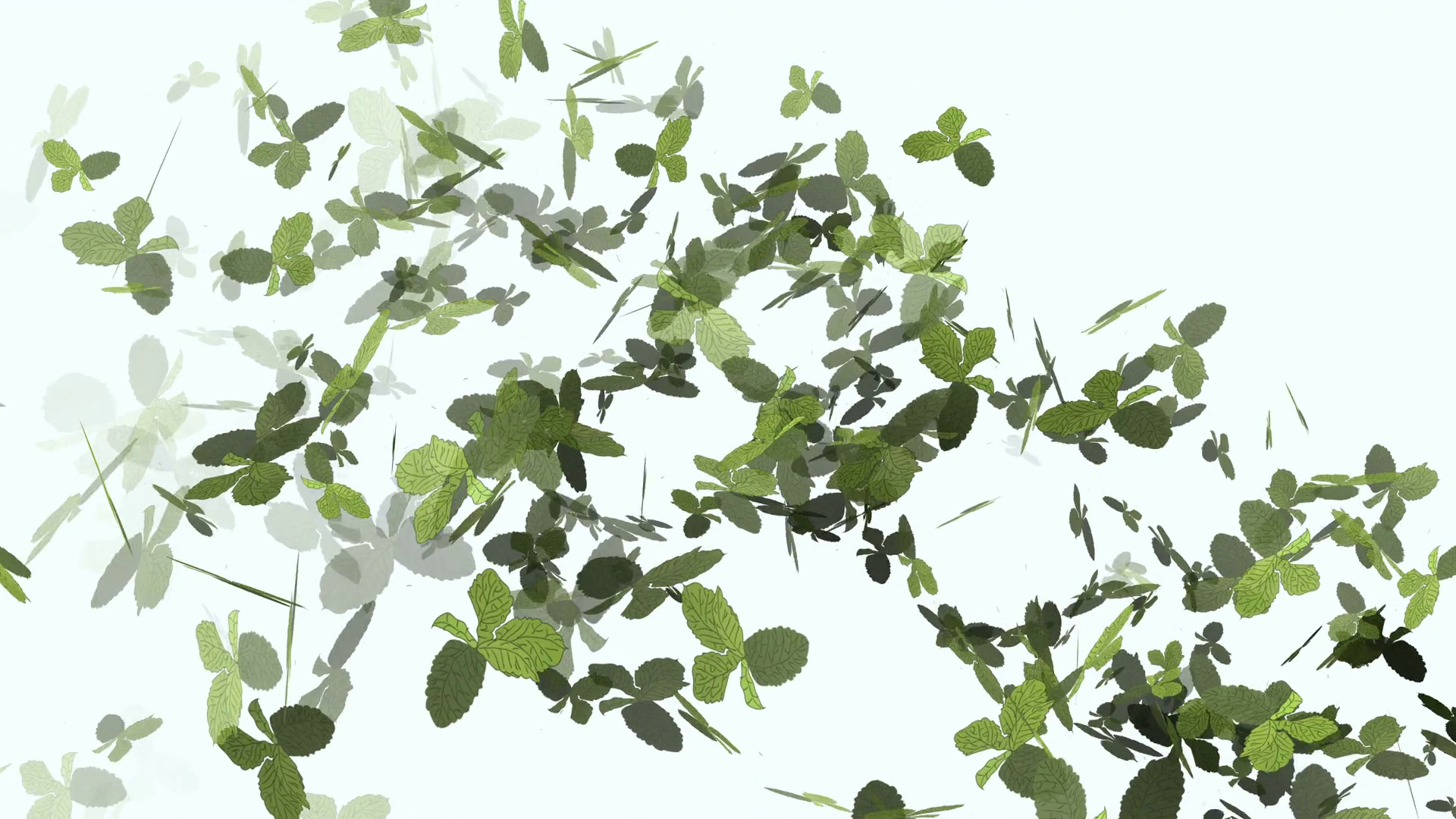 Animation of fresh green mint leaves fling in the wind as concept of ...