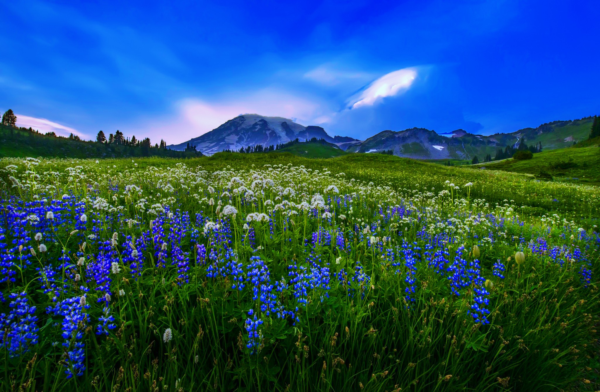 Mountains: Freshness Summer Flowers Landscape Beautiful Meadow ...