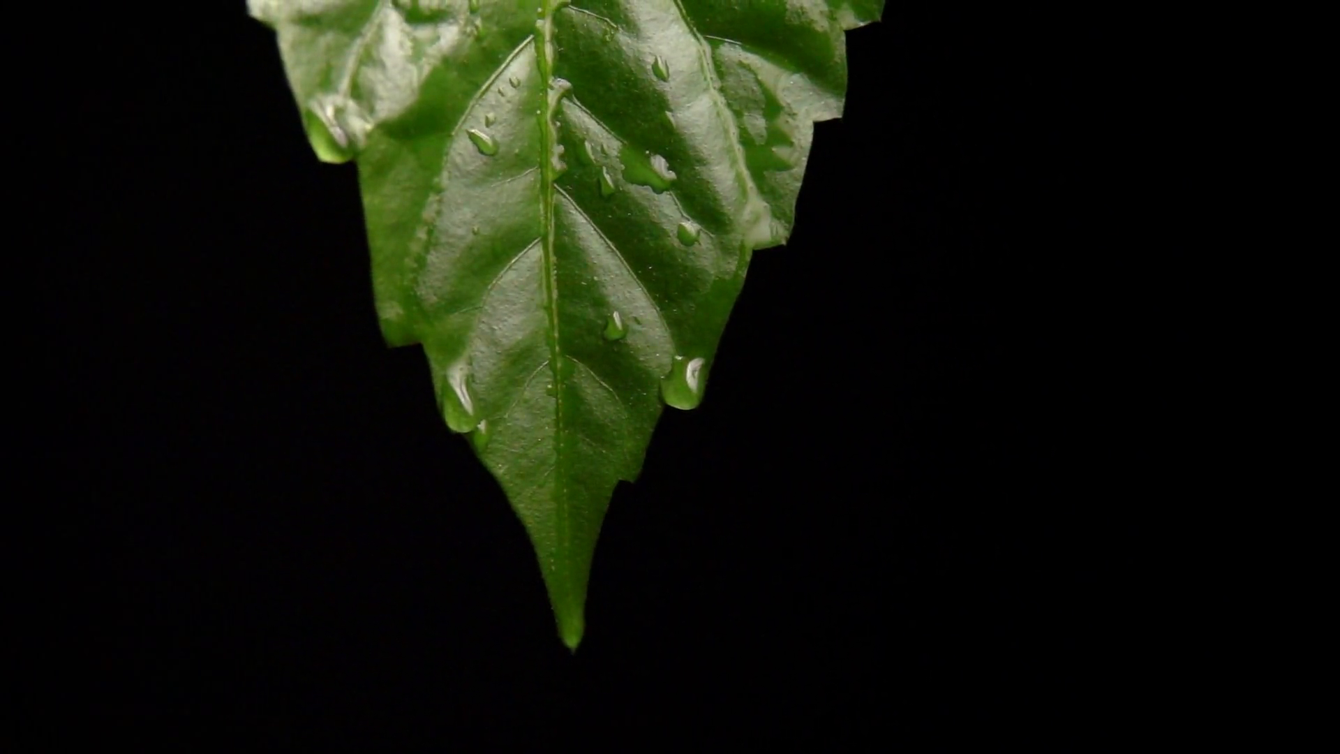 Green leaf with water drops. Concept of environment, nature and ...