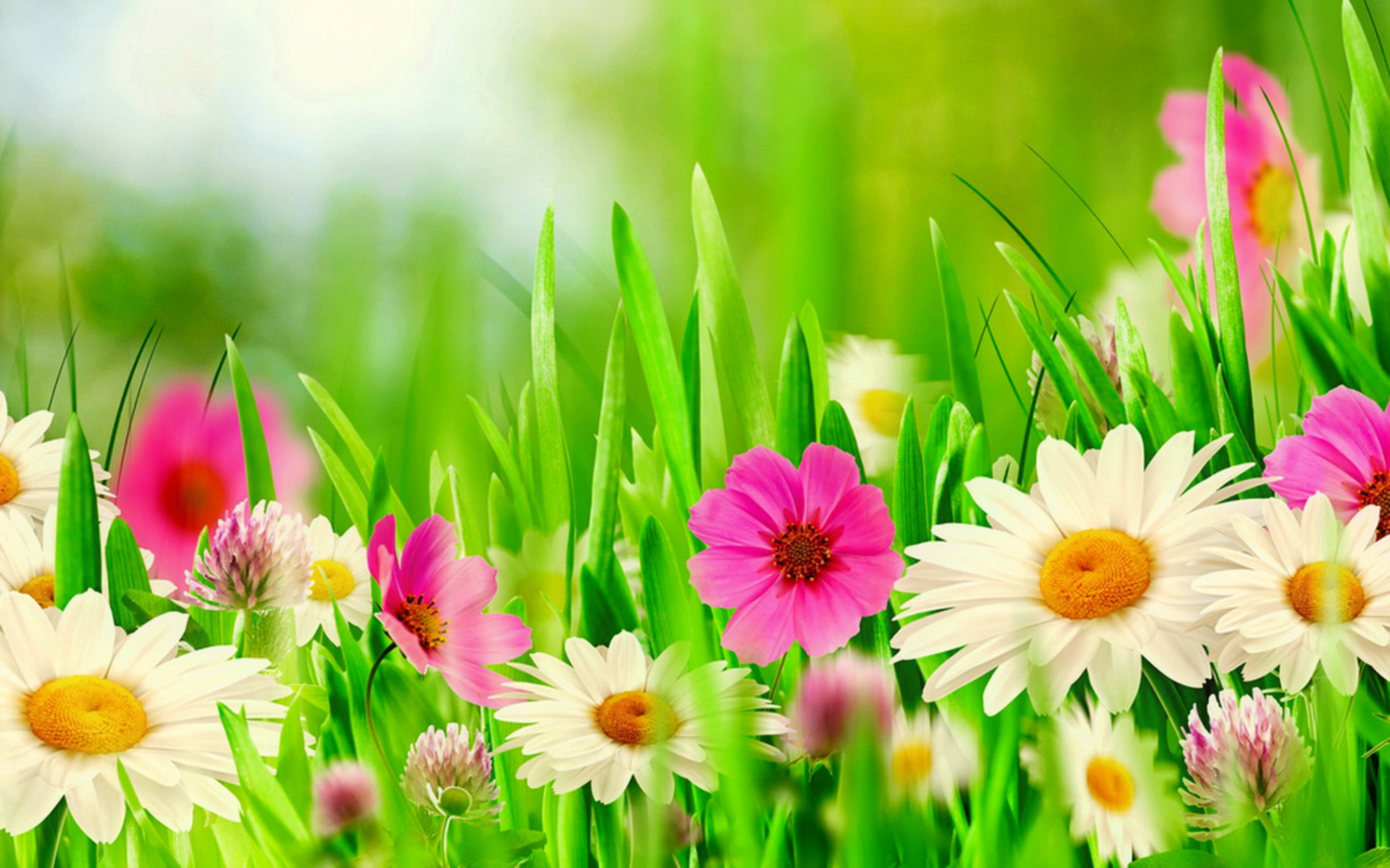 Spring freshness | HD Wallpapers