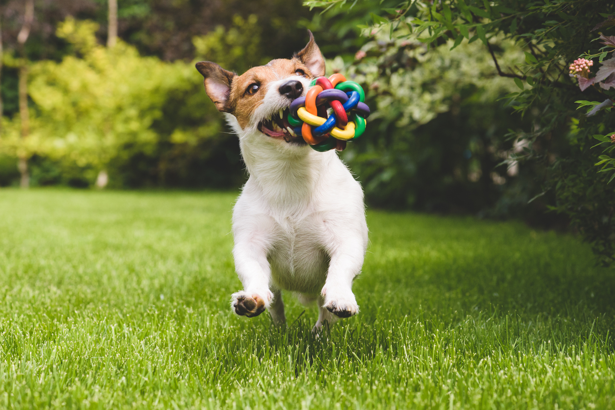 Top 10 Eco-friendly Dog Toys - NuEnergy