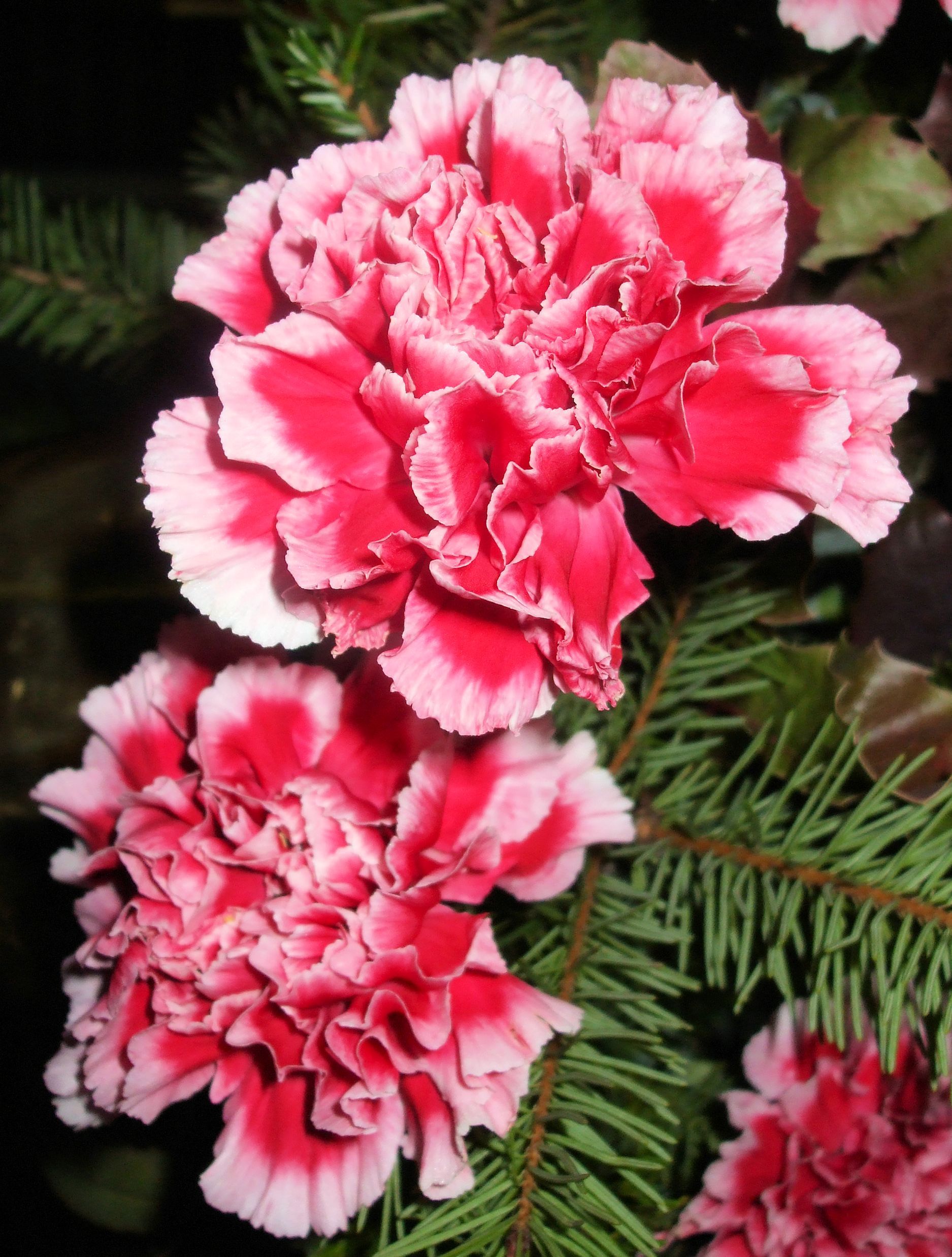 Carnation 4: close-up of two carnations, with white-edged frilly ...