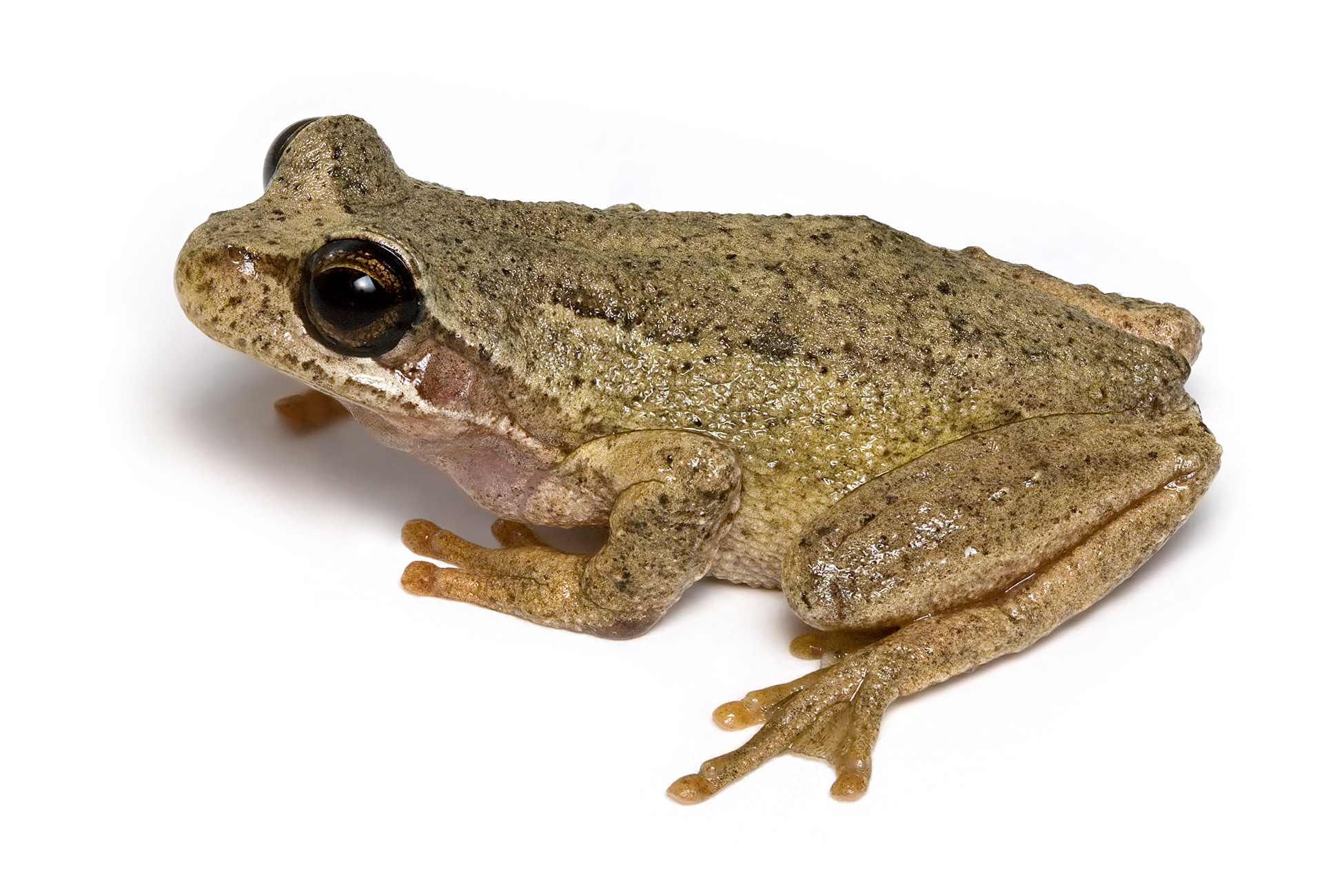 File:Brown Tree Frog 2.jpg - Wikimedia Commons