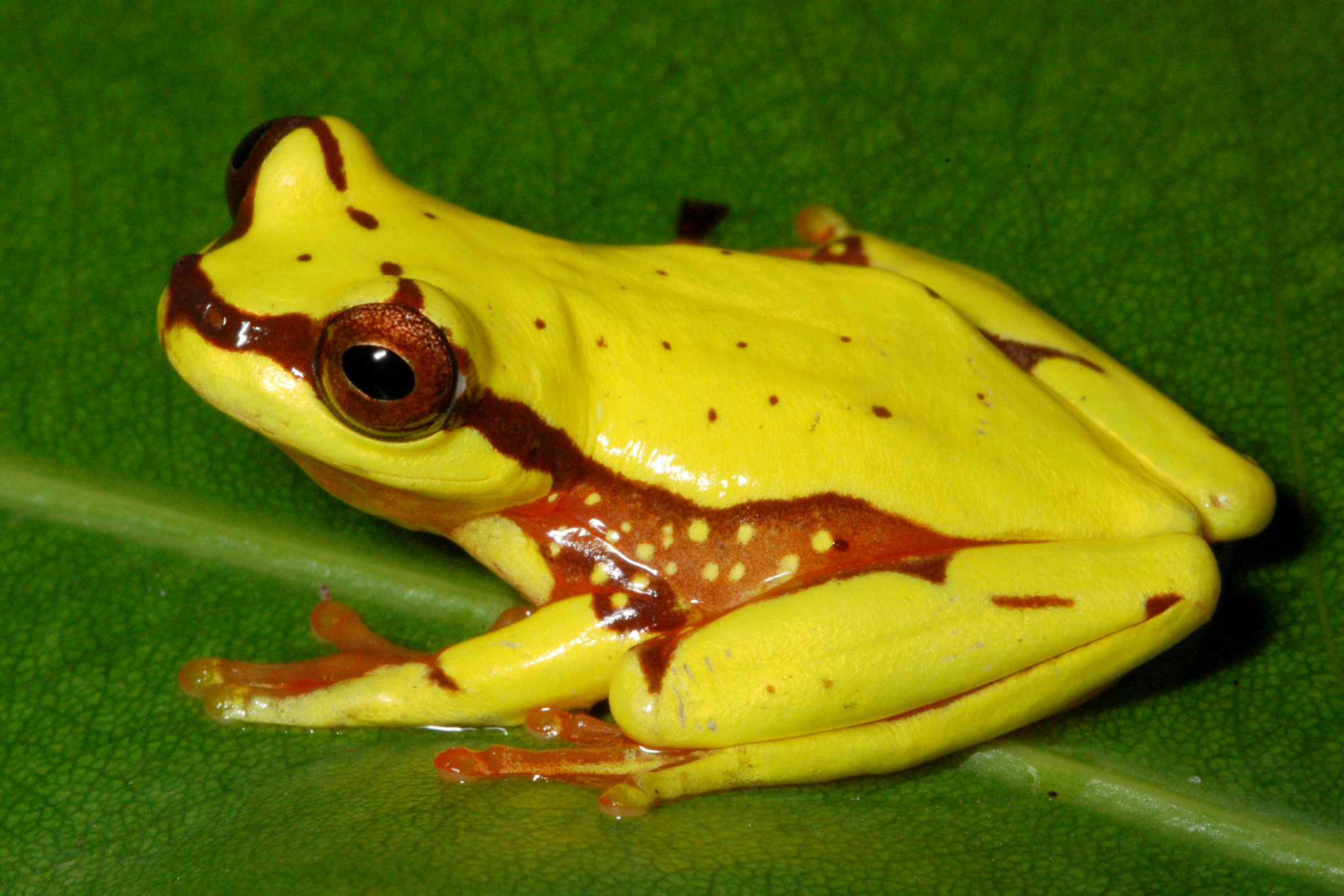 New Amazon Frog Named After Mythical Monster