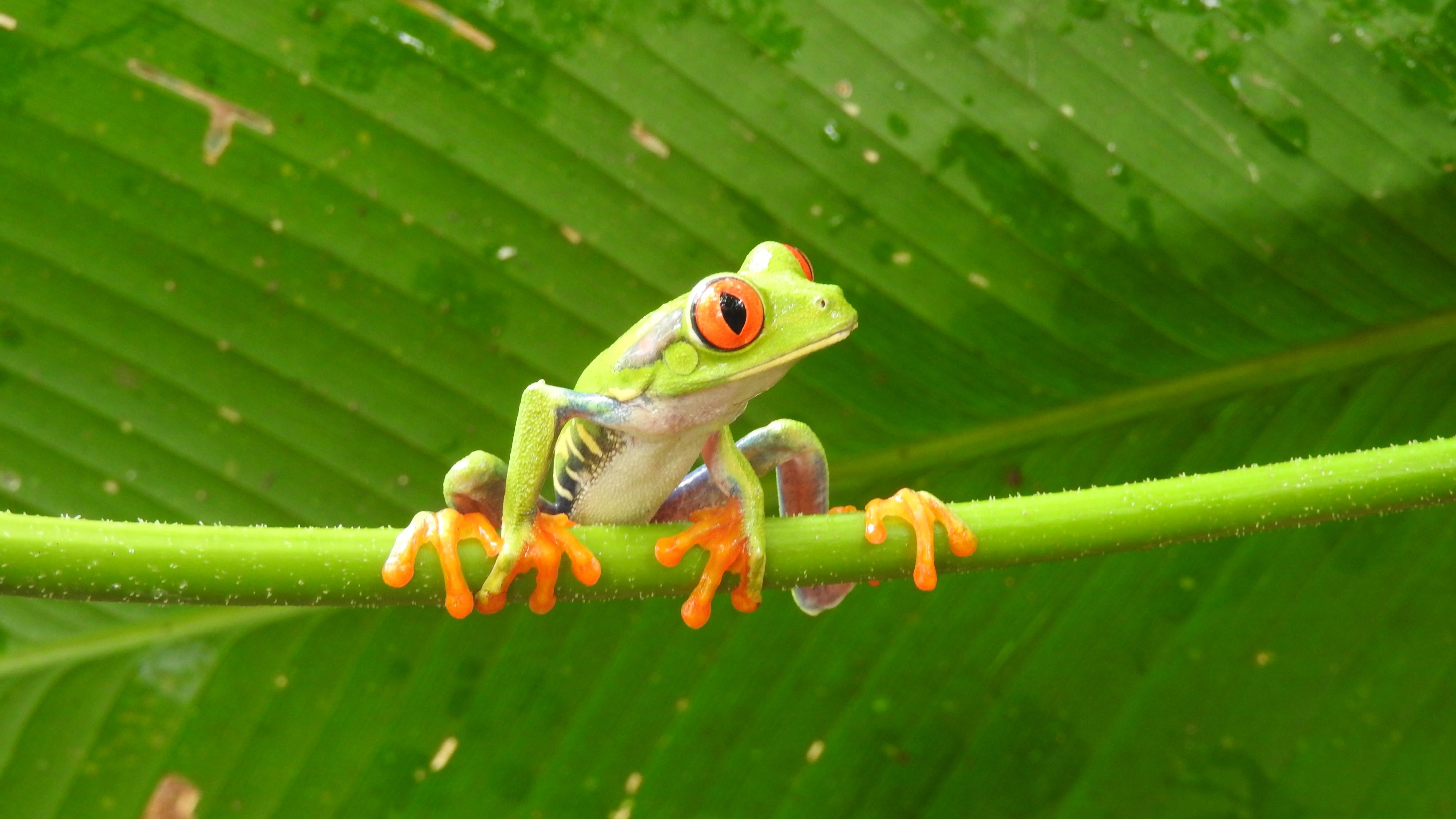 Glass frogs - Poison Dart frogs -Tree frogs - Toads, Costa Rica ...