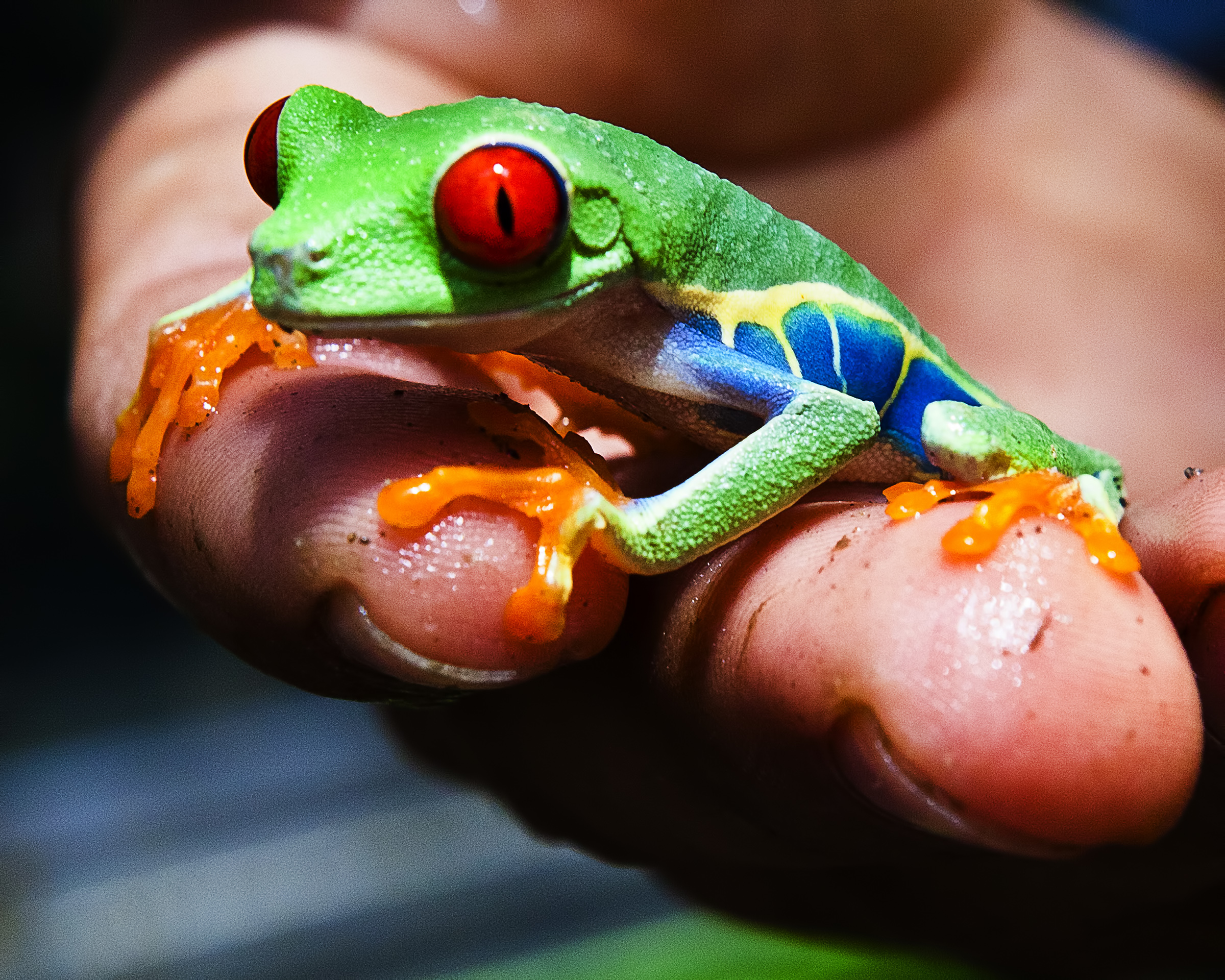 Frog, Amphibian, Rica, Lovely, Natural, HQ Photo