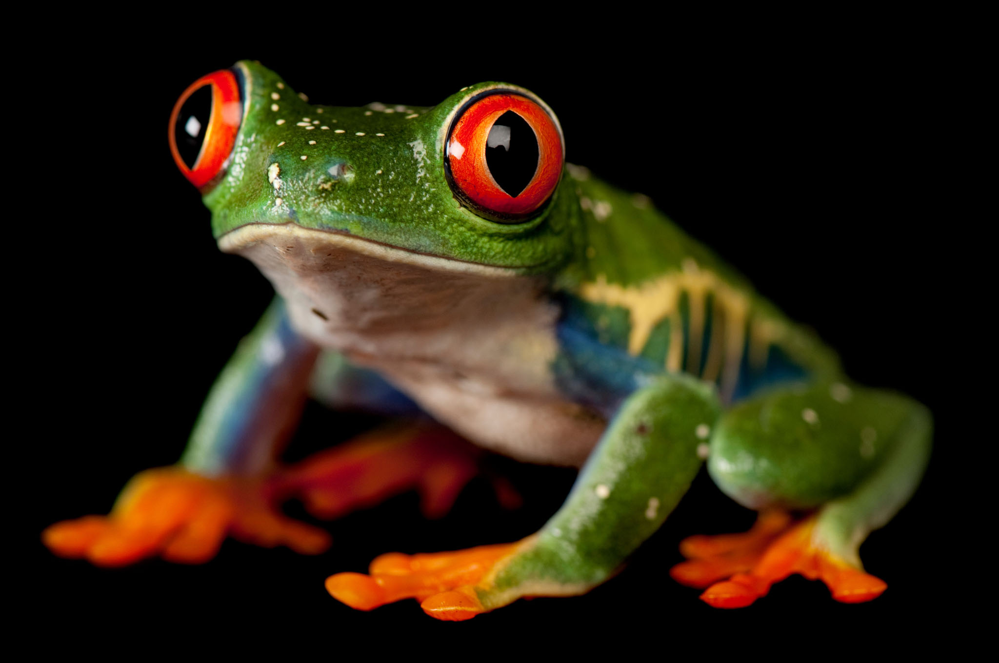 13 Gorgeous Pictures Remind Us Why Frogs Need Our Help. 